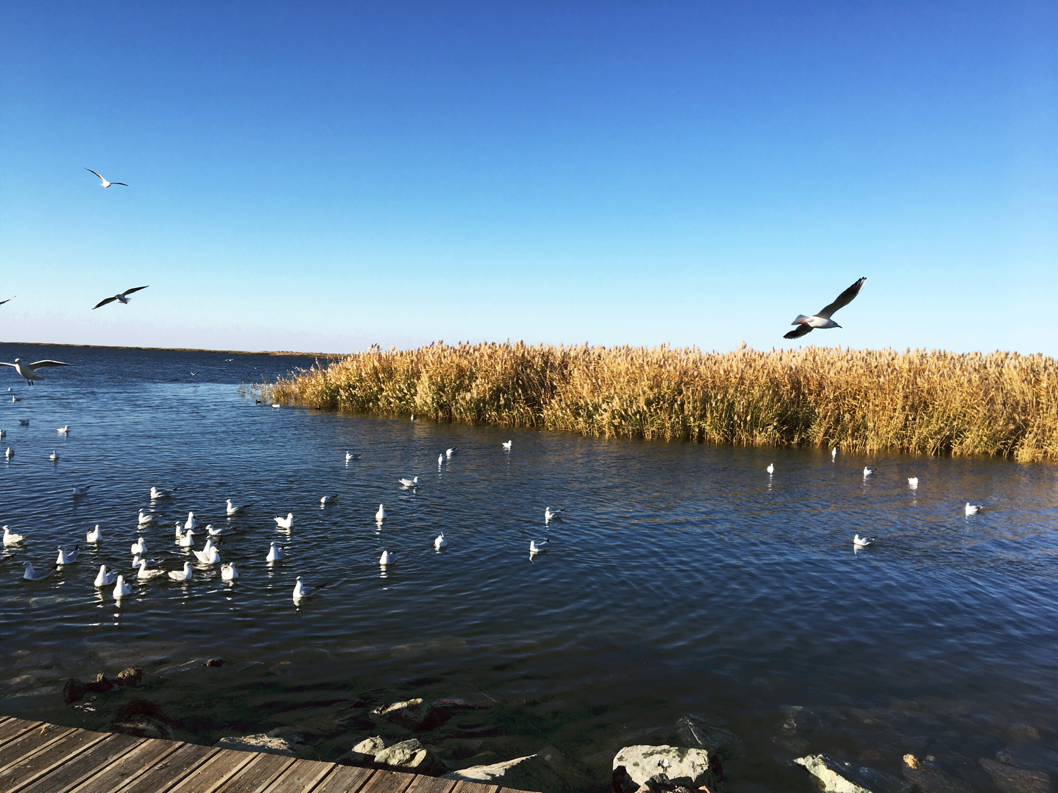 居延海,戈壁滩上的明珠
