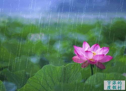 七绝风(连珠体) 文/蓝海 一夜春风雨未停,风吹细雨漫飘零.