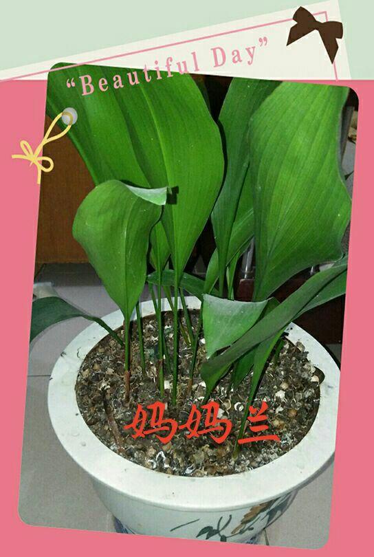 兰草依绿兰花依香妈妈您在哪儿