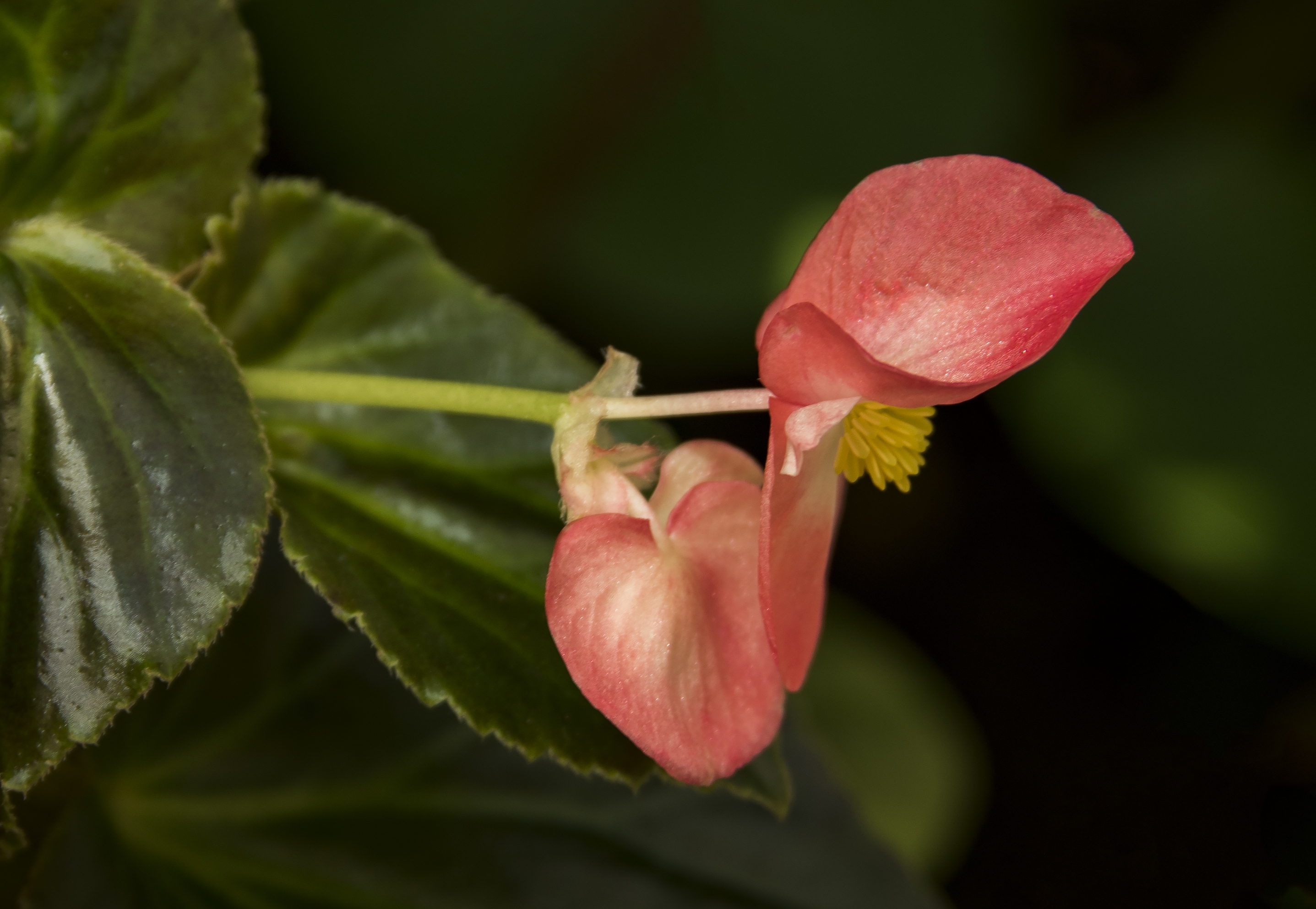 小花秋海棠【首发】