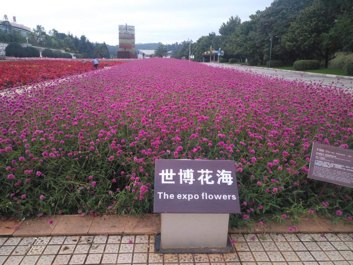 迎宾鲜花大道上世博花海的鲜花开得和当年一样鲜艳夺目.