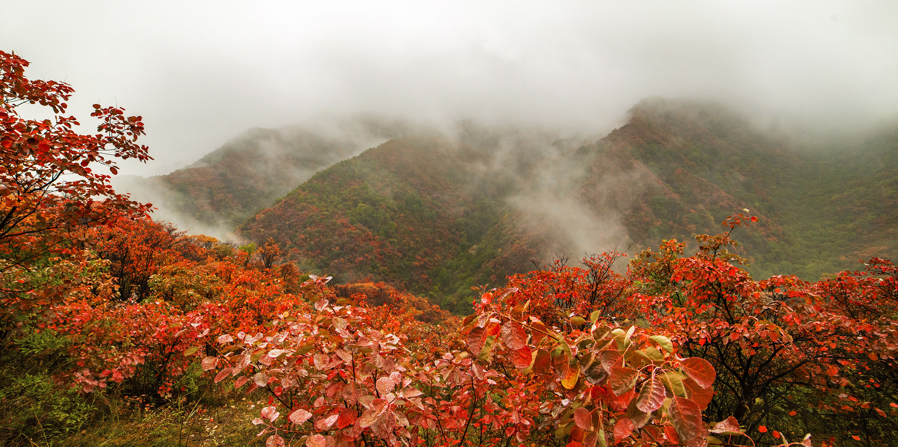 霧鎖甘山夢紅葉