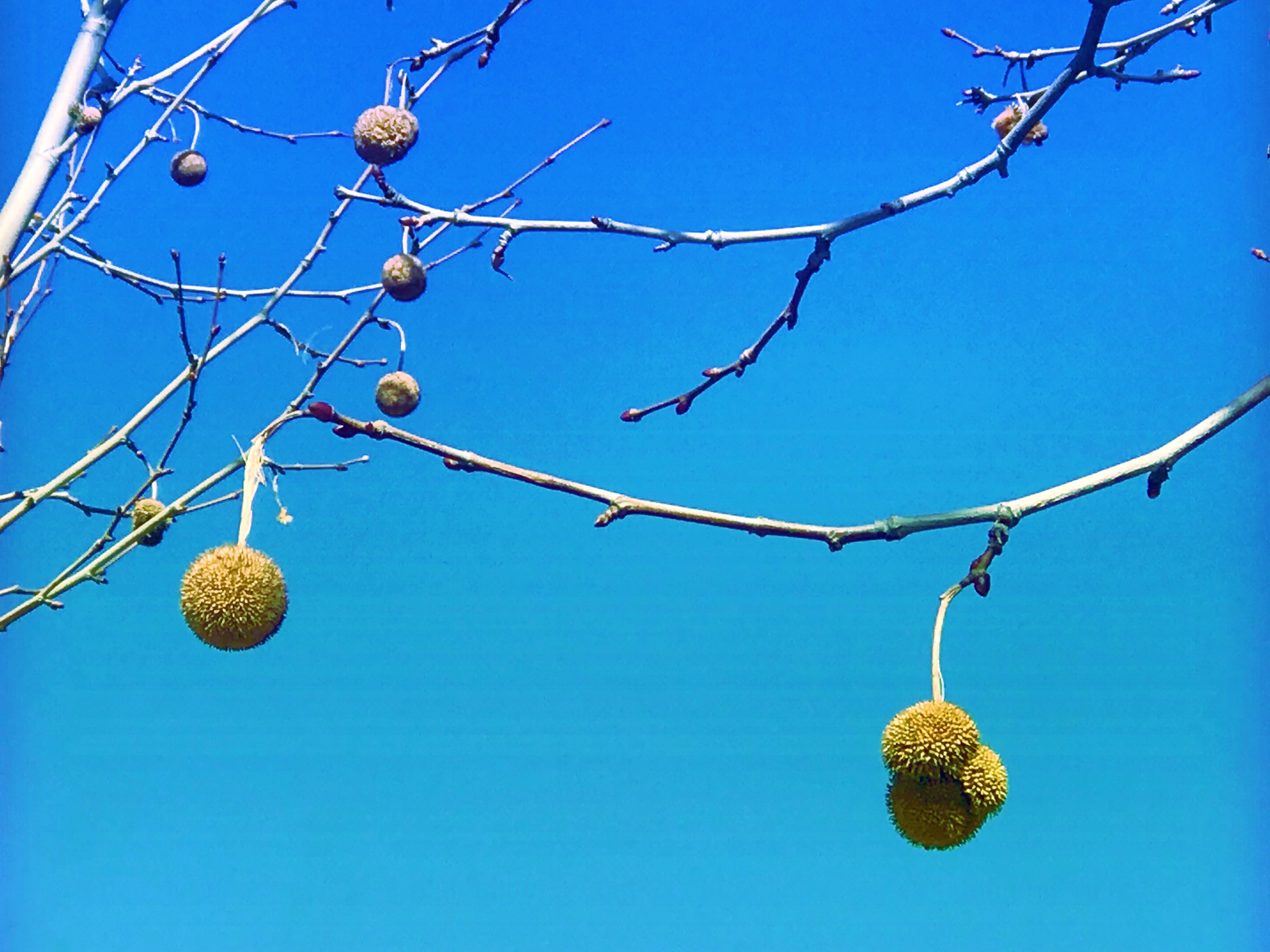 梧桐果子别有风味