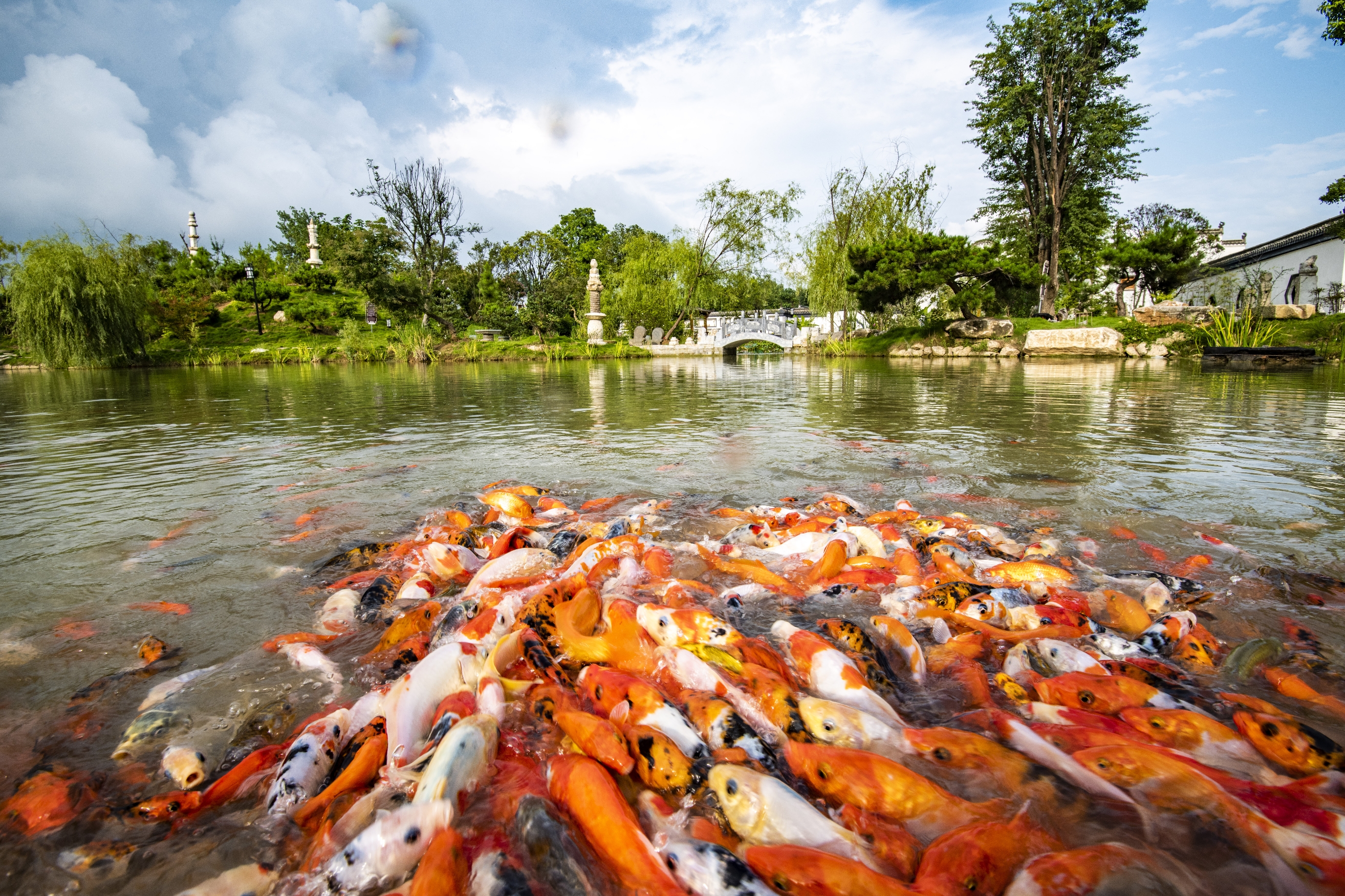 石博园中赏锦鲤