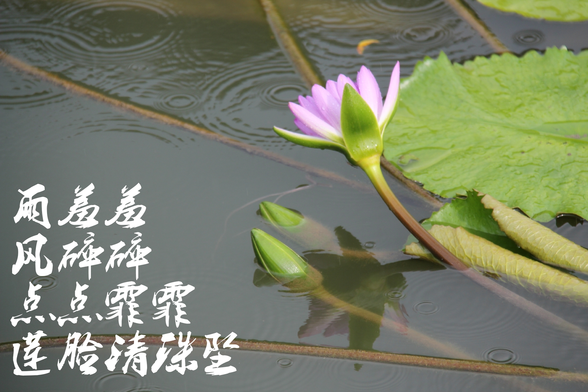 持一颗胜雪素心,隐入一段端然如莲的光阴.