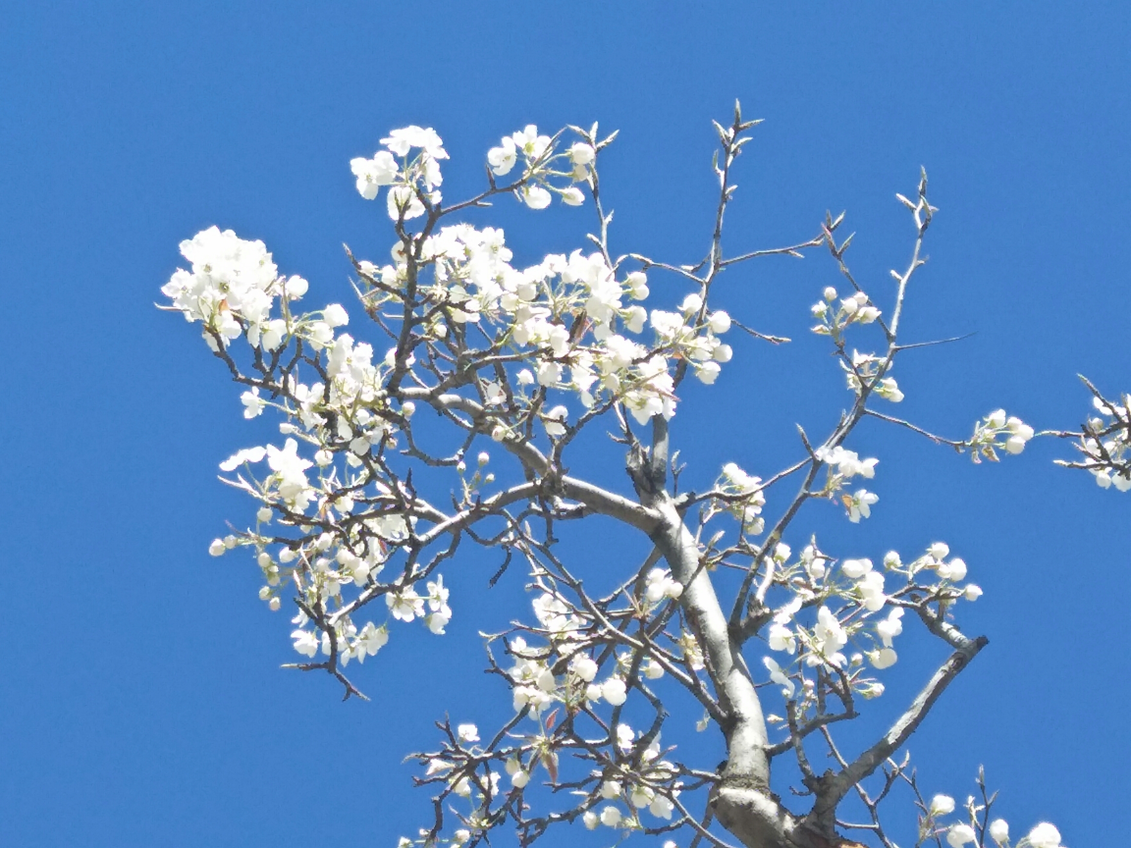 每年四月都有贵德梨花节,能看到满城梨花似堆雪
