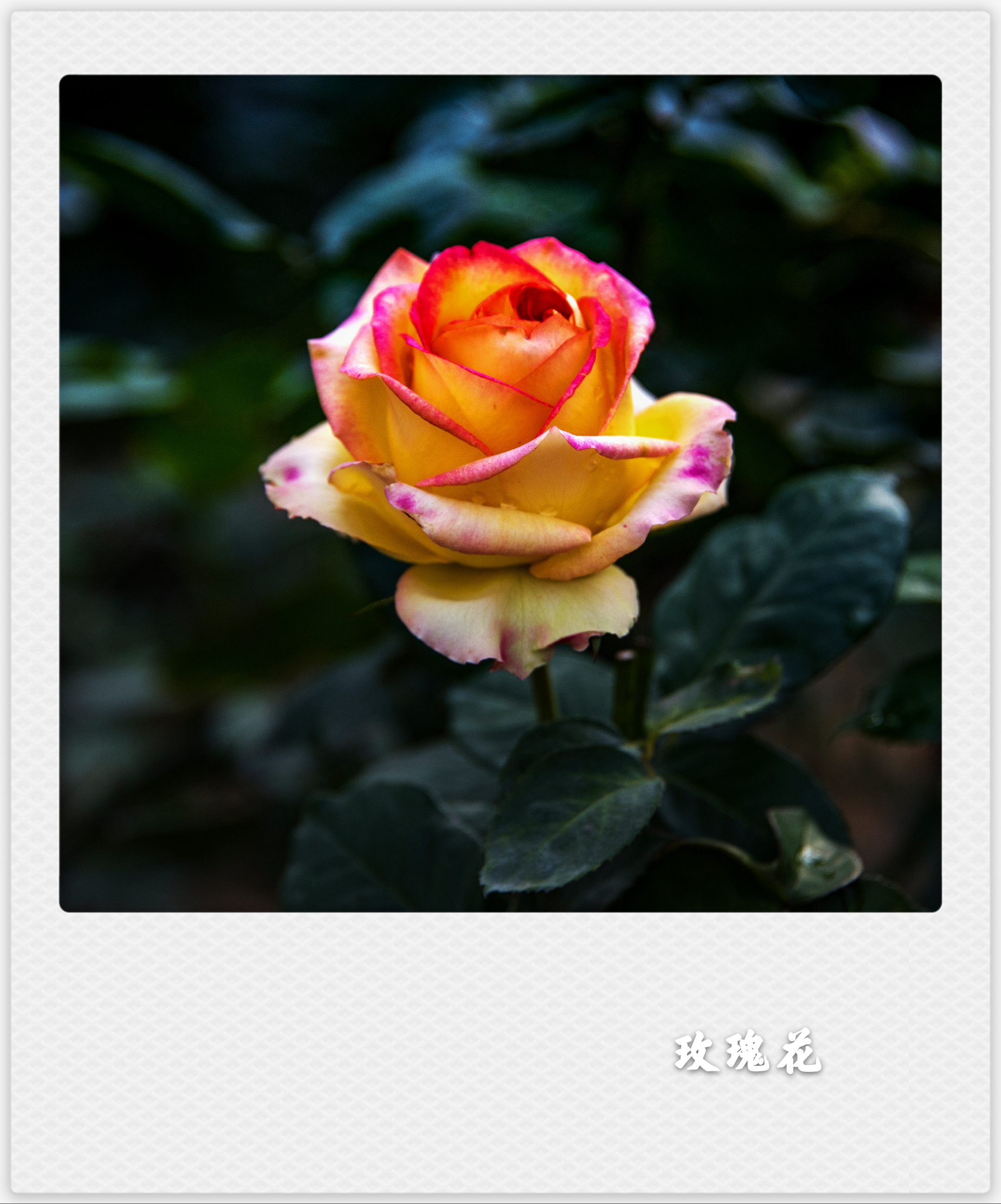 风雨彩虹铿锵玫瑰(首发)