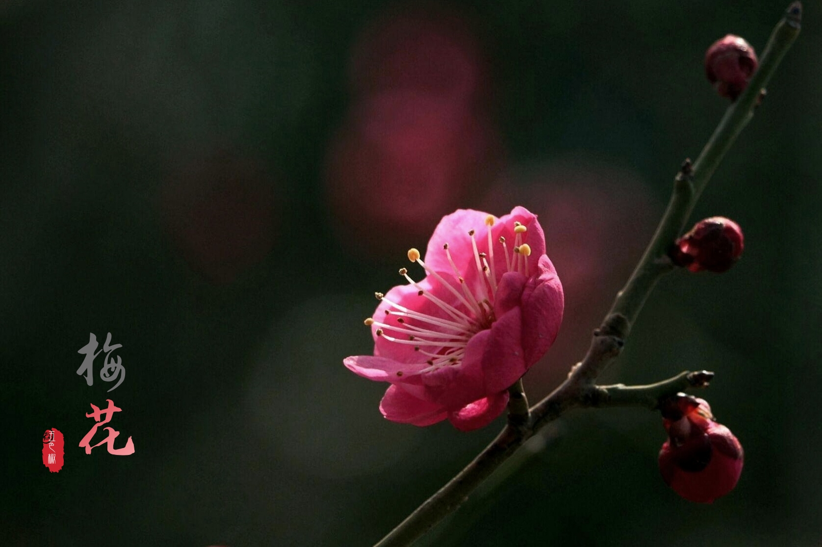 最美分享梅花