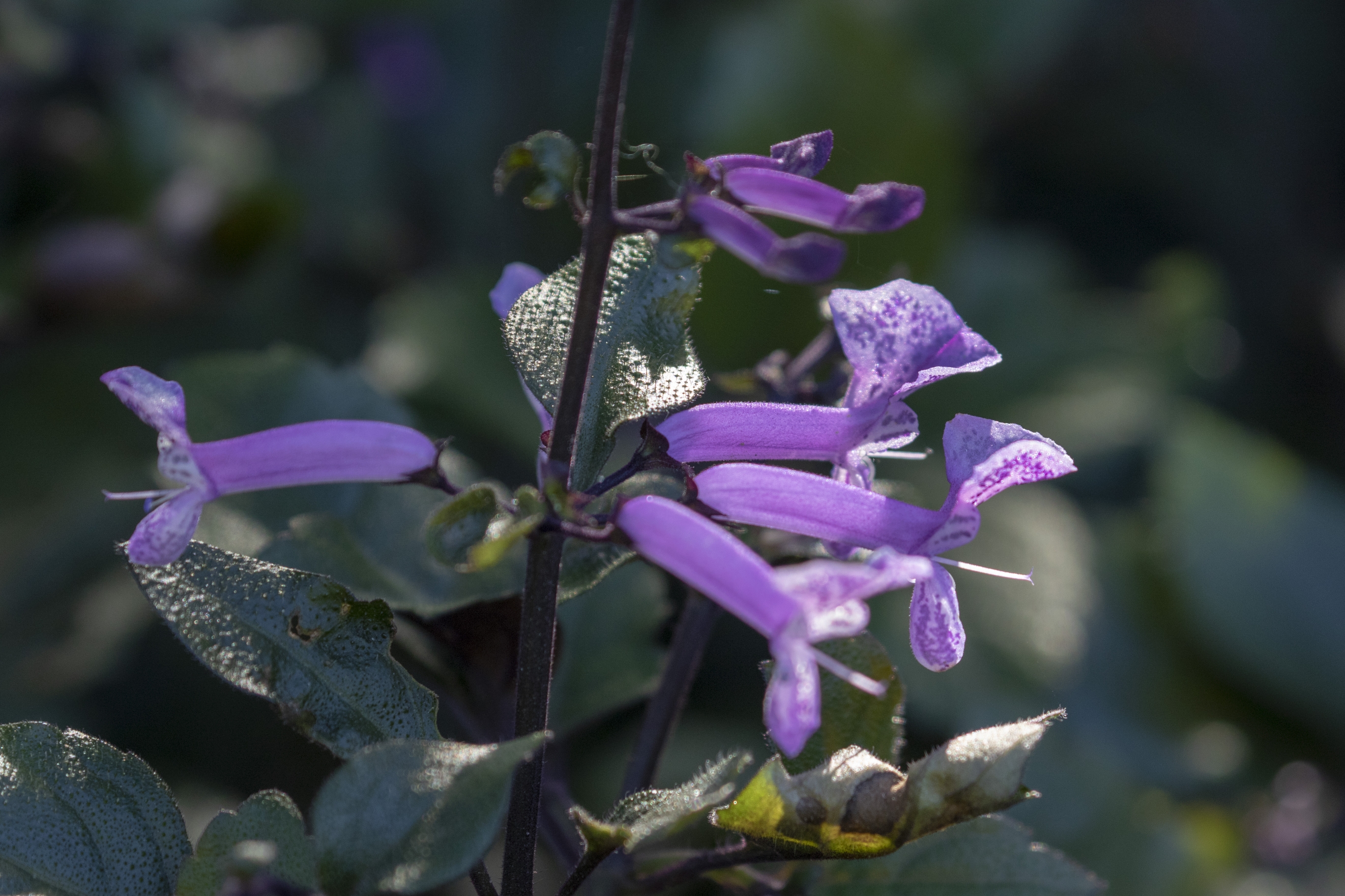 莫娜紫香茶菜vv首发