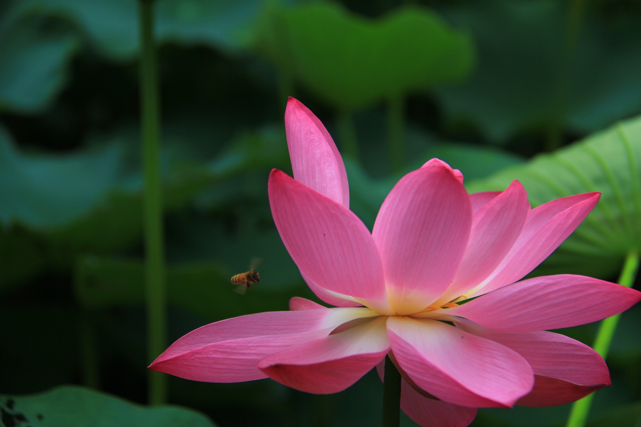 睡莲通常也被叫作莲花,睡莲与荷花是同科不同属的植物.
