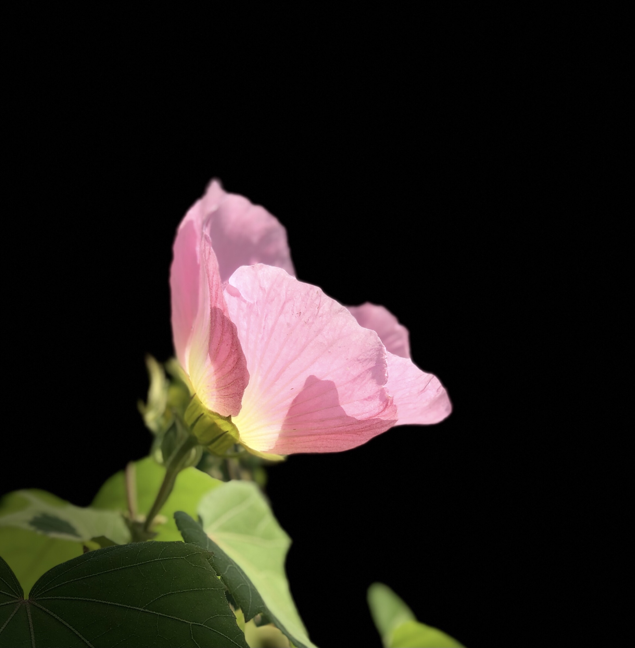 原创首发单瓣芙蓉花