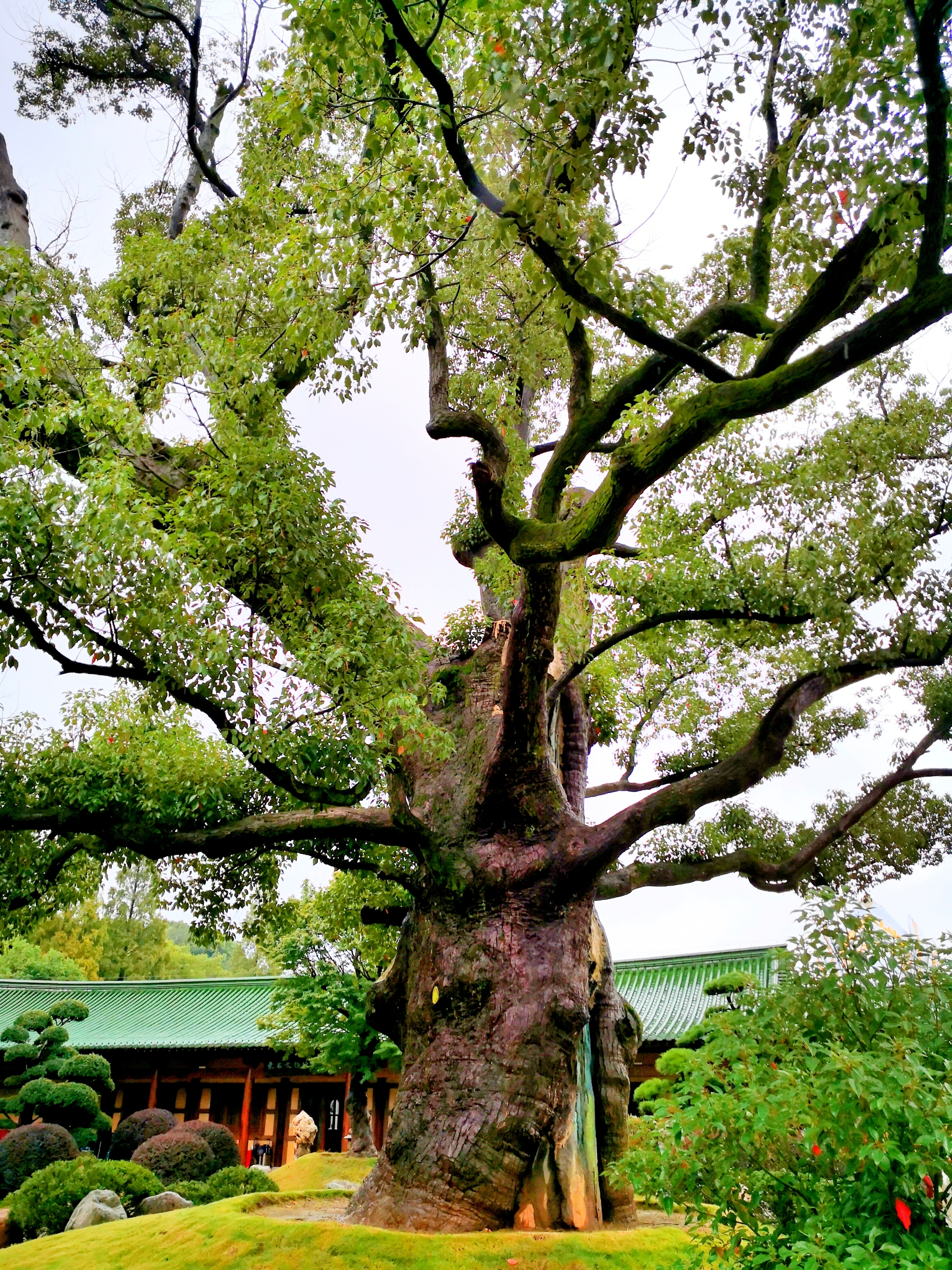 东林寺美景首发