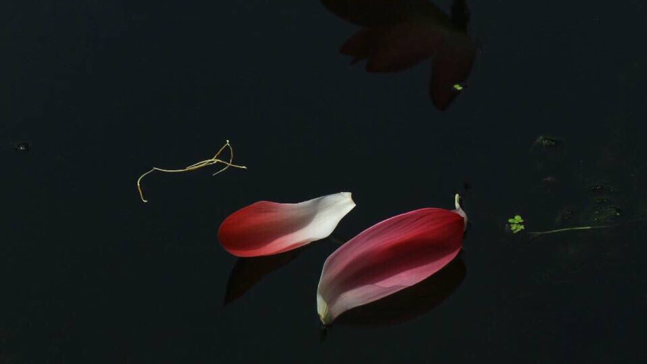 听||《凋零的花瓣》作者:五哥朗诵:杨克毅