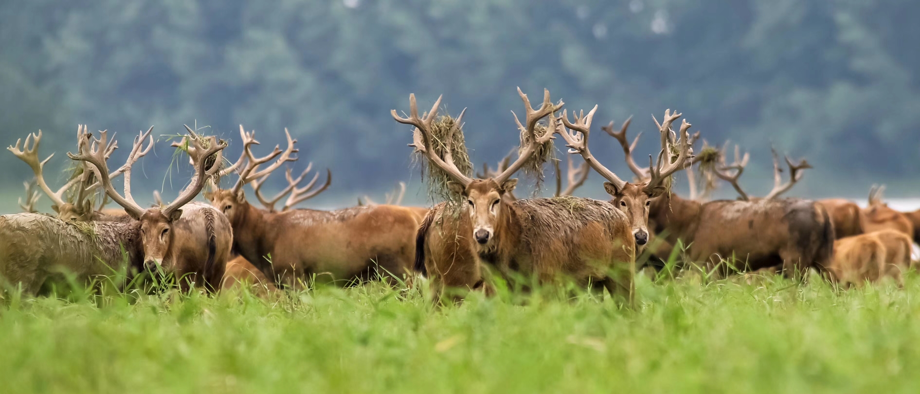 2.10拍摄于石首麋鹿国家级自然保护区.