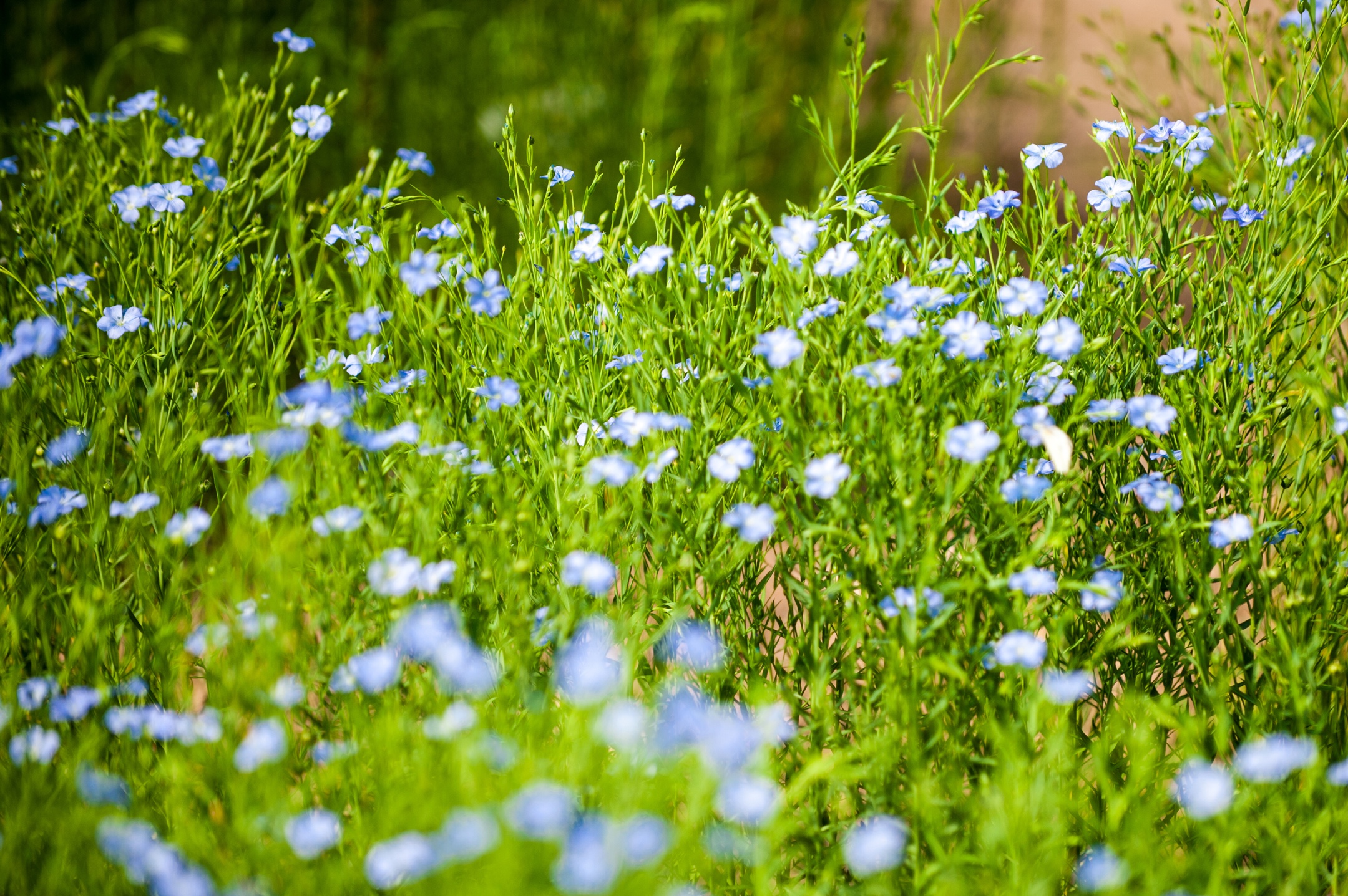 浅夏. 亚麻花开了