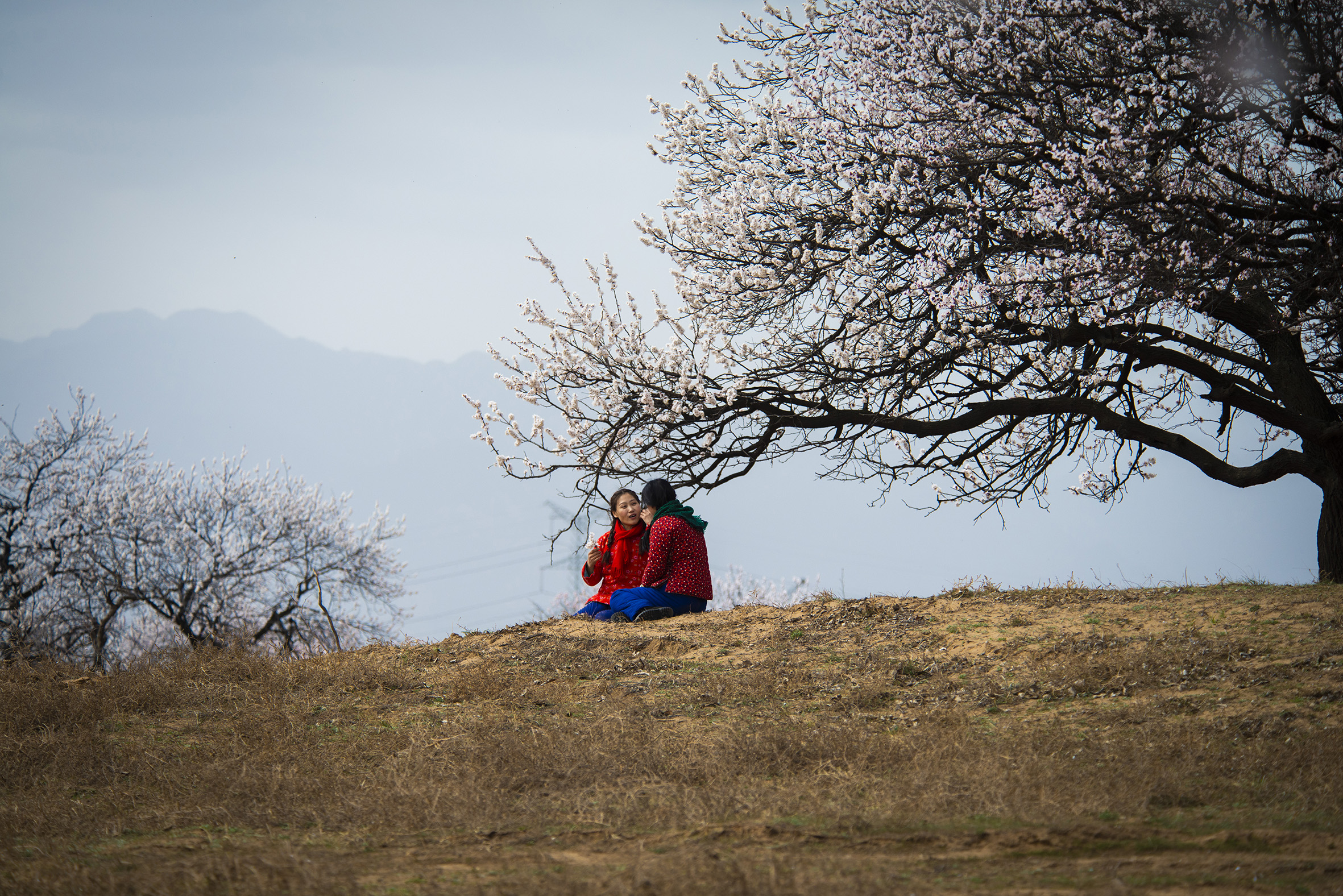 【乡村人像摄影】杏花树下