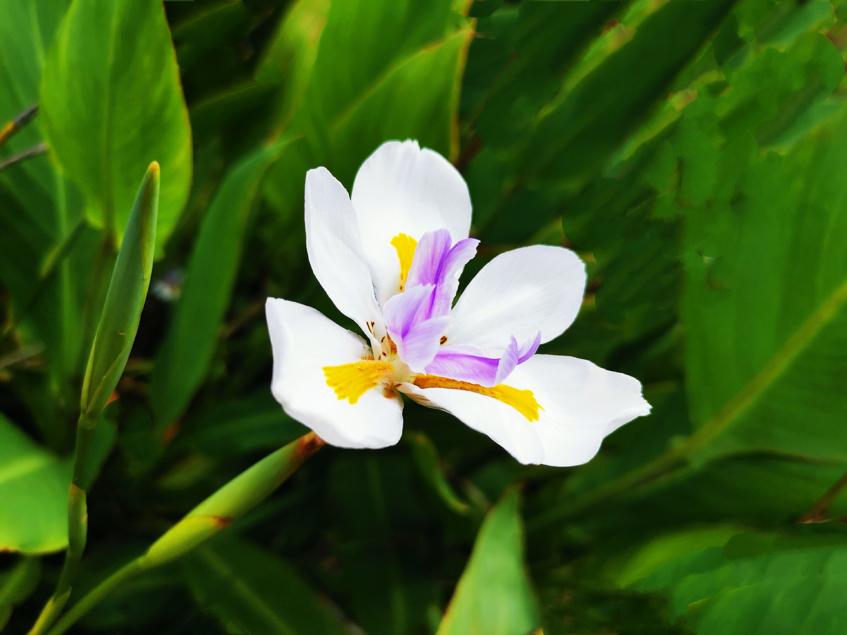 首发肖鸢尾花