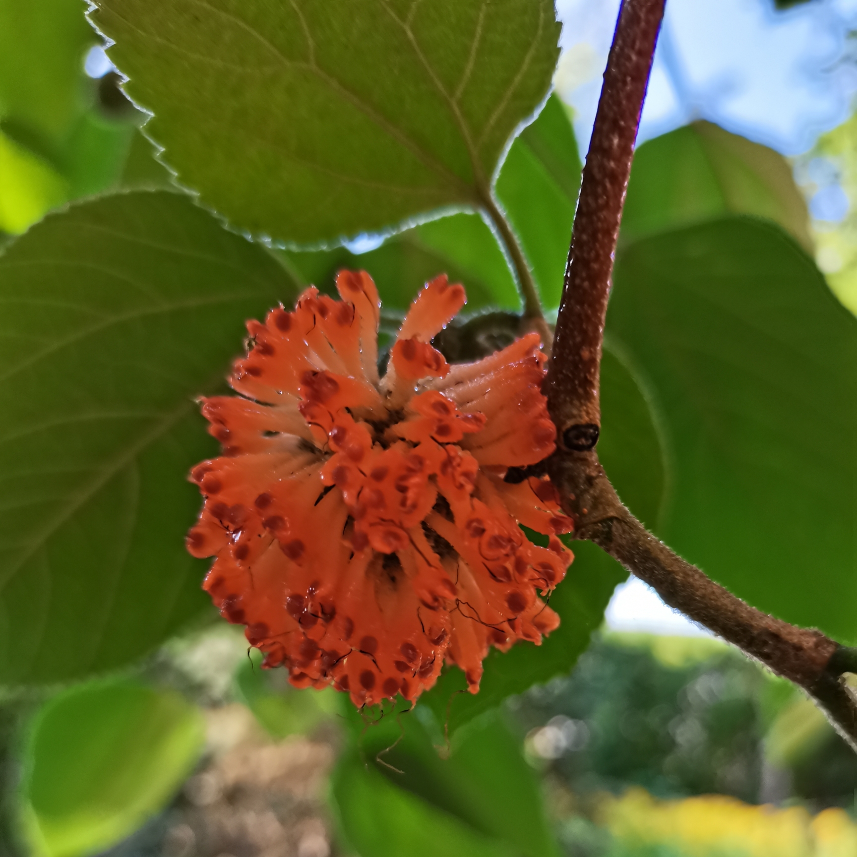 构桃你们见过吗首发