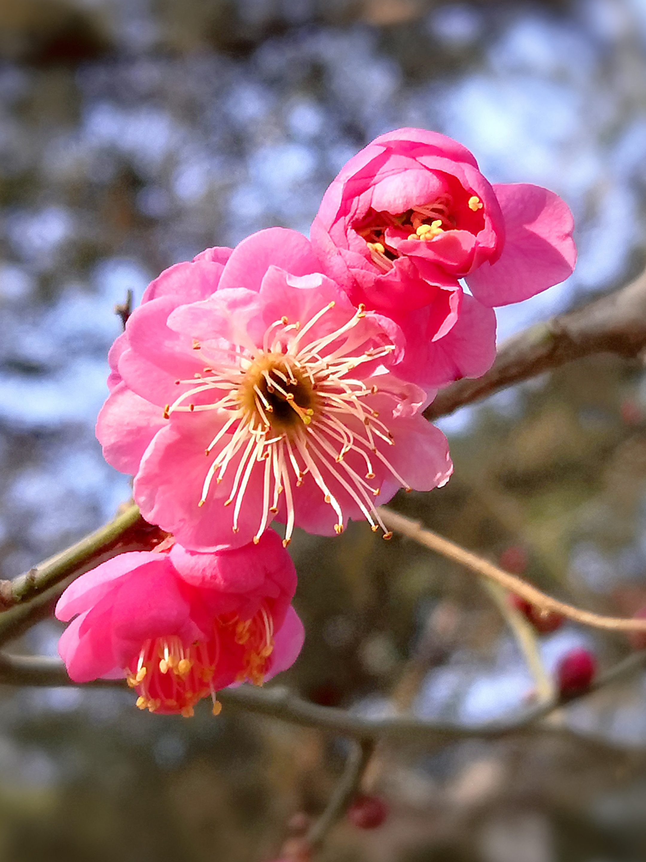 红梅花开迎春来图片