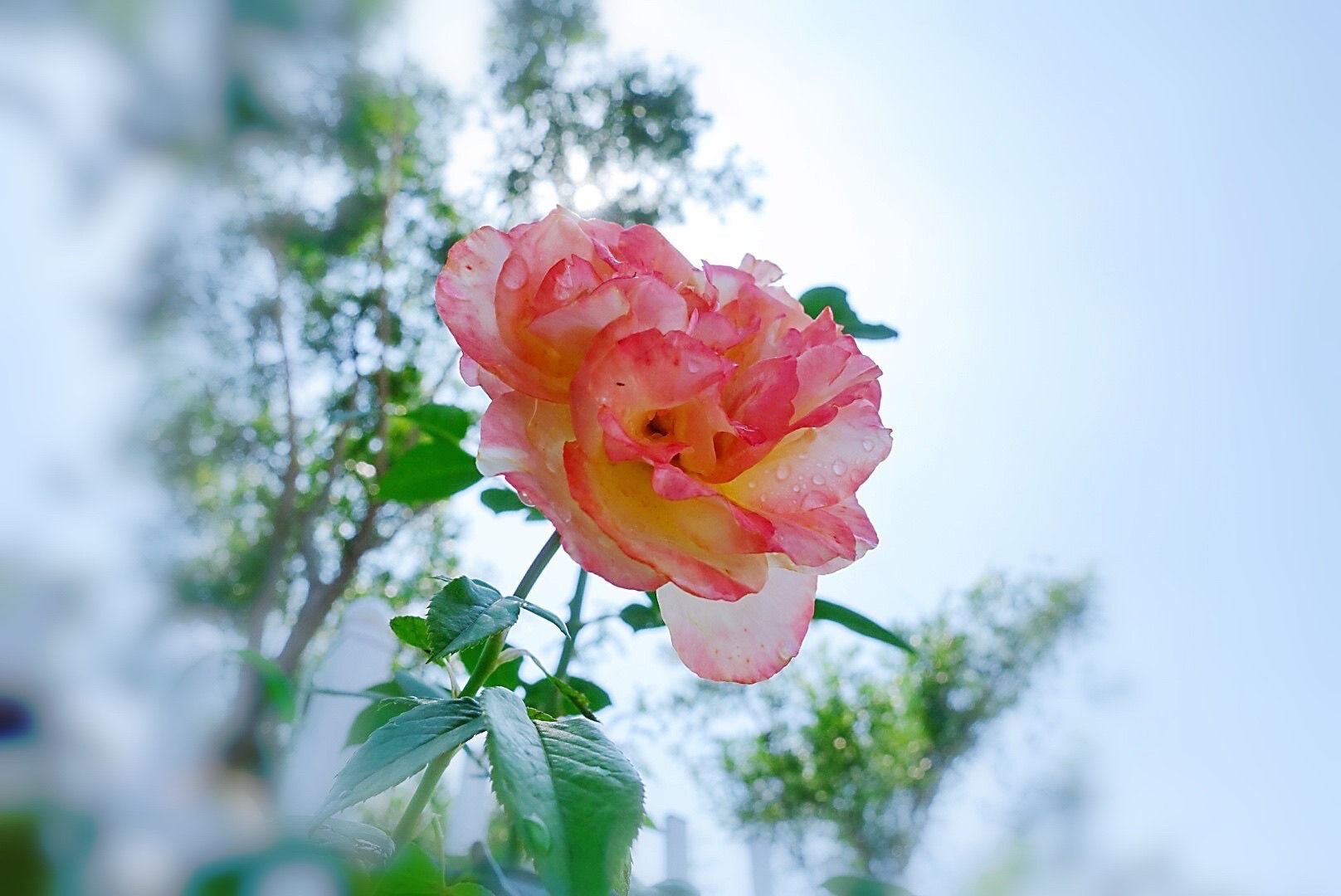 阳光下的月季花首发