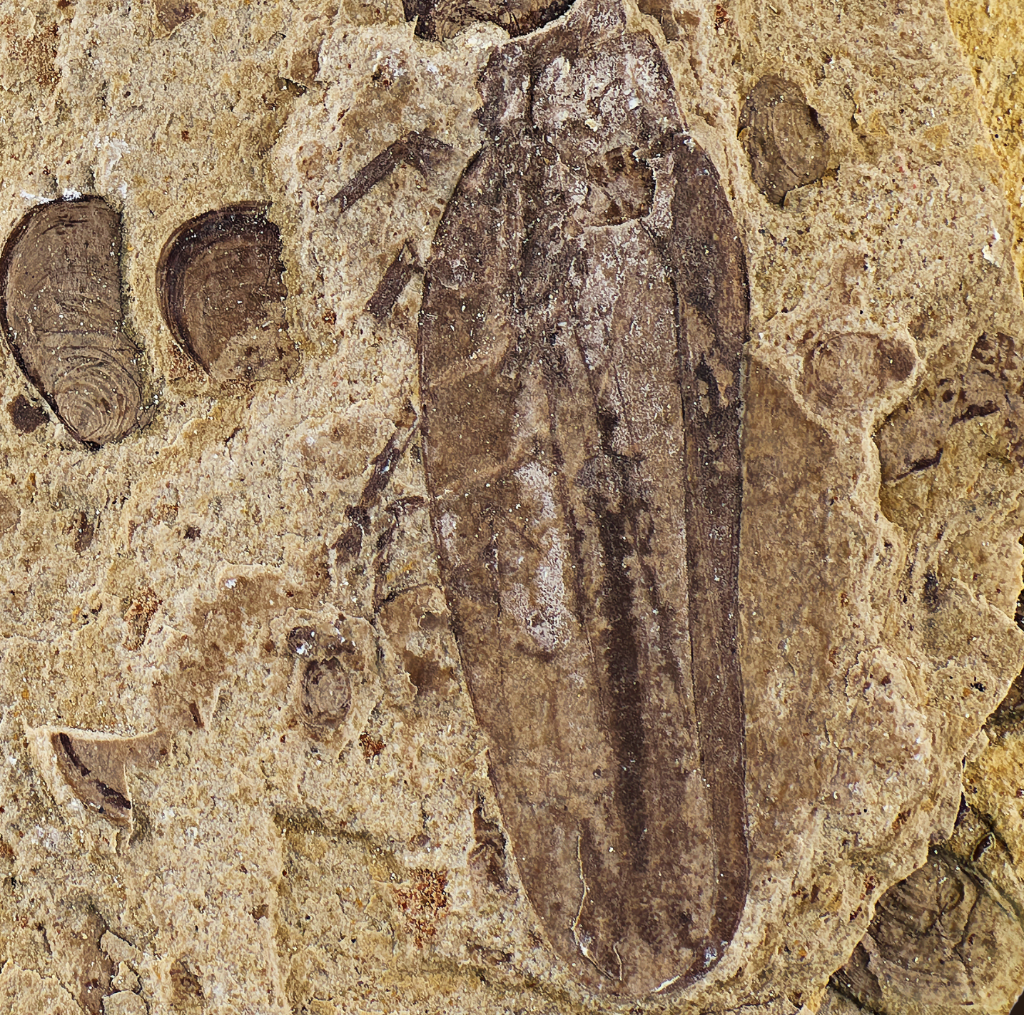 昆虫之美03162亿热河古生物群昆虫化石