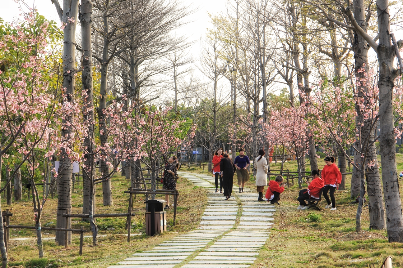 樱花与爱情 (泉州海丝樱花园拍摄花絮)