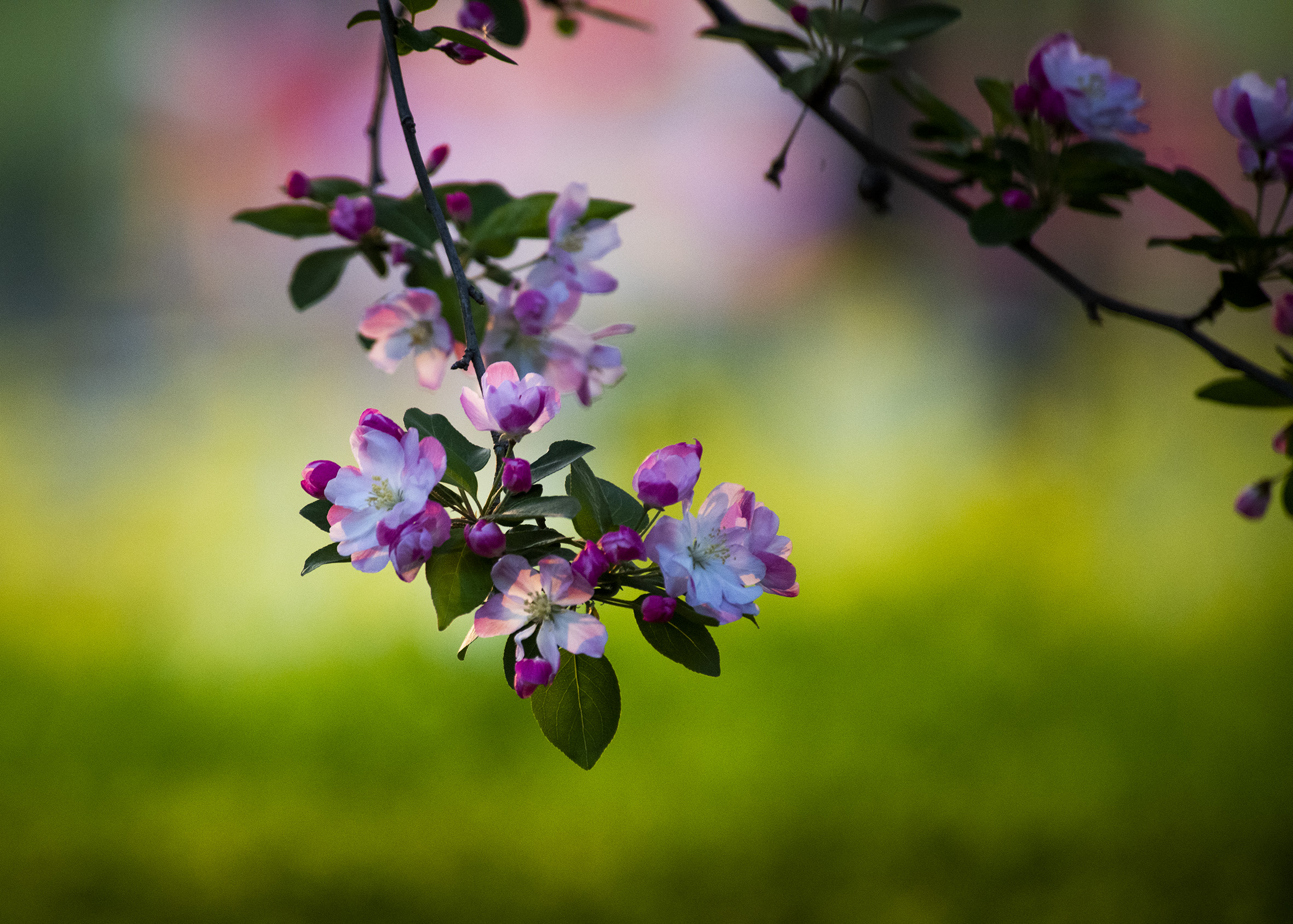 春洒甘棠,鸟语花香