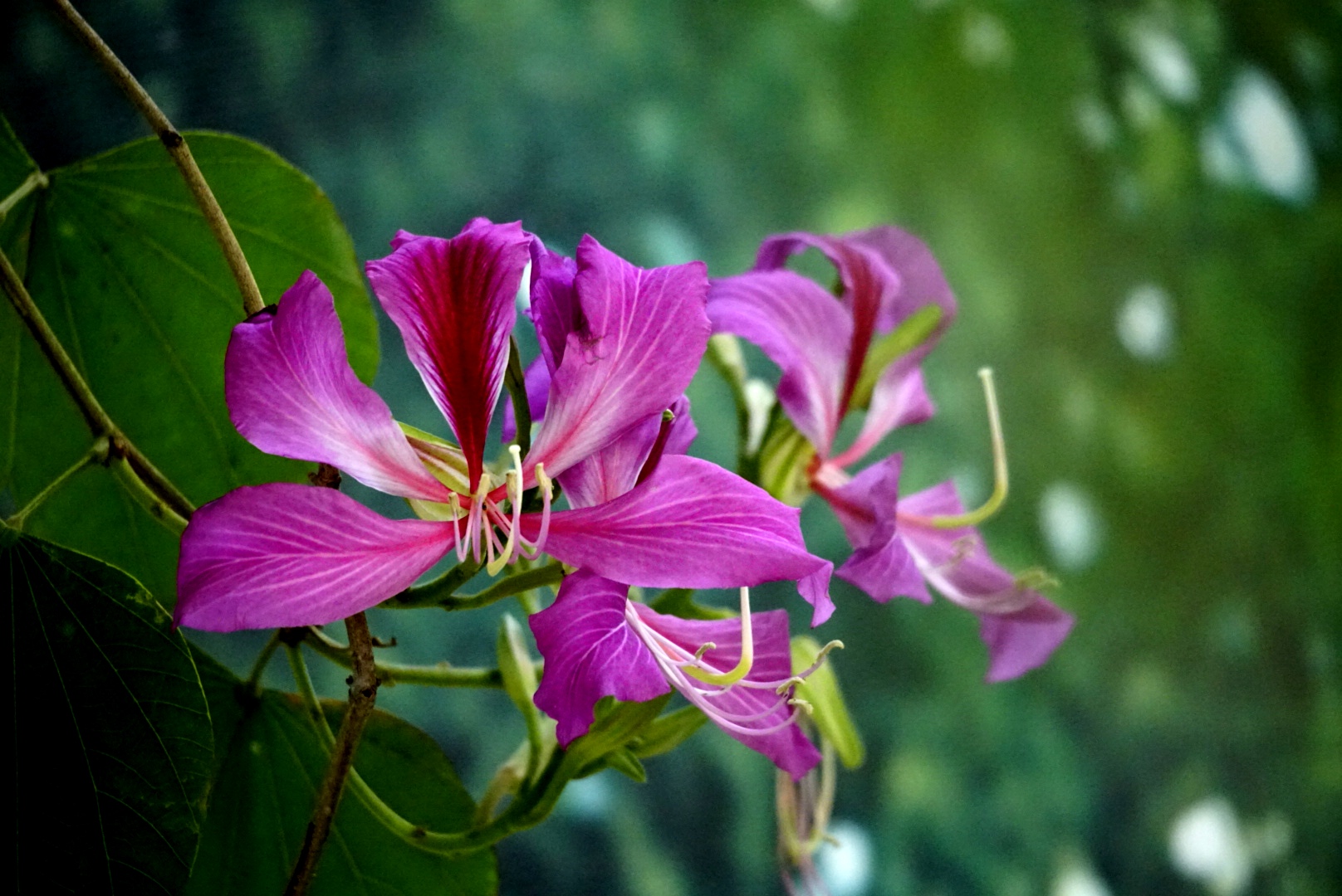 紫荆花开