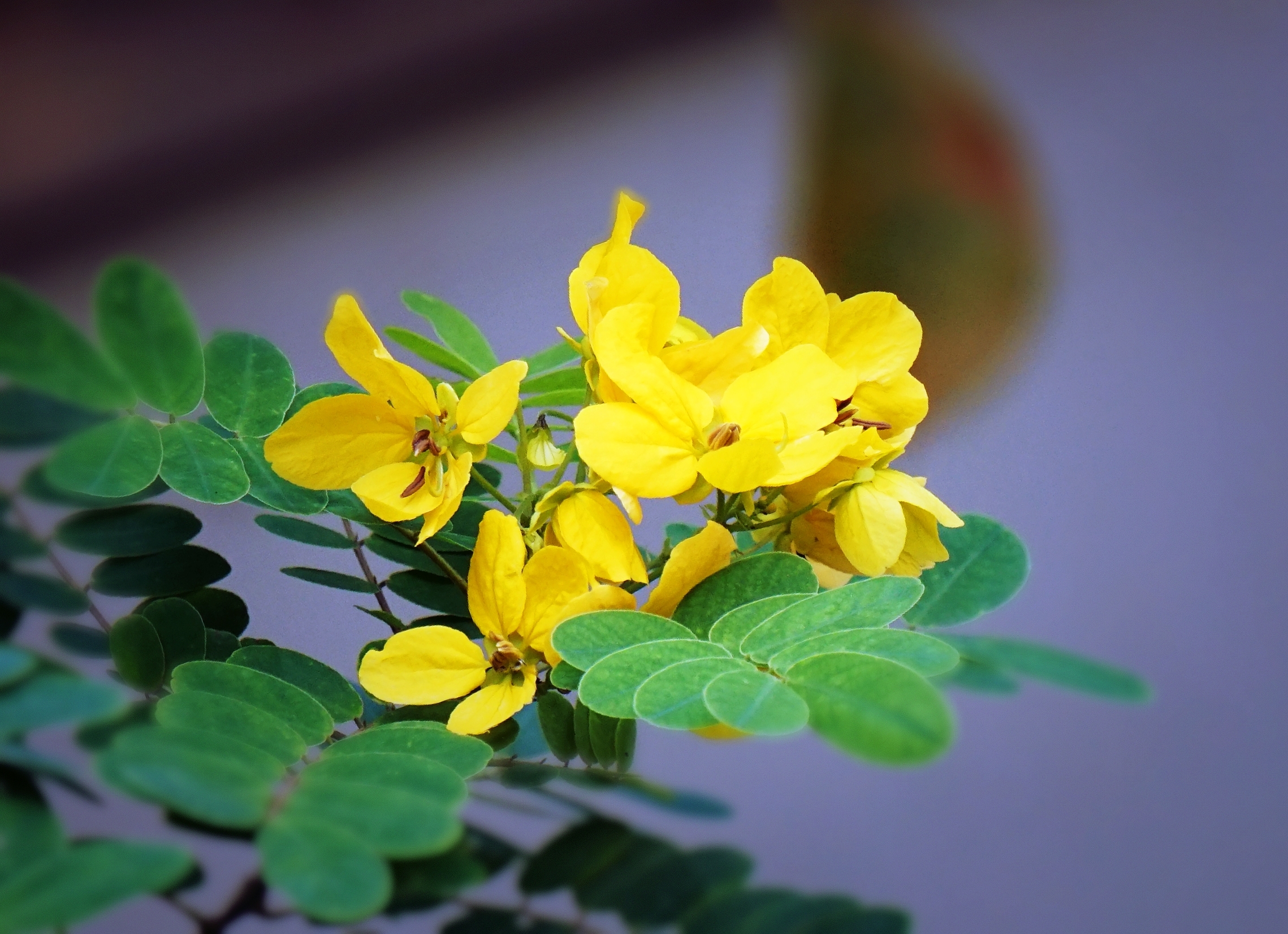 冬日里温柔盛开的黄槐花(vv首发)