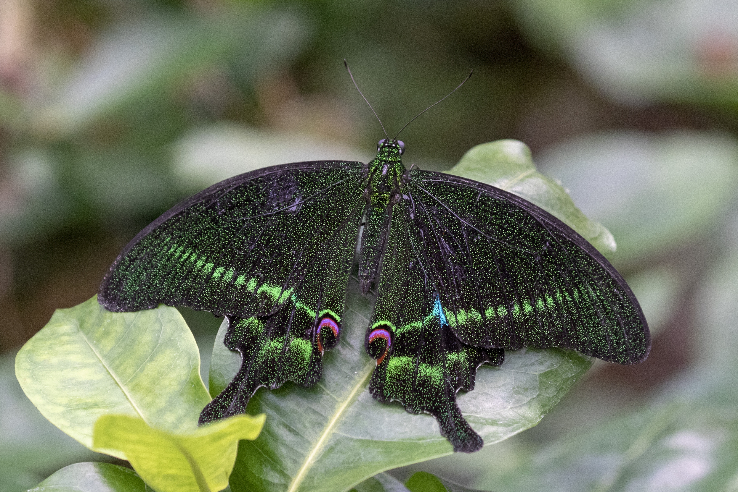 台湾碧凤蝶vv首发