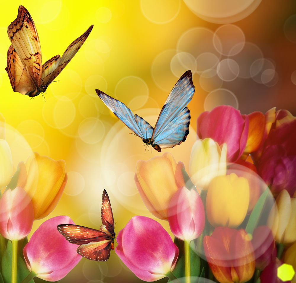 你我柔情心扉  任凭岁月匆匆 无怨无悔  都说那蝴蝶若恋上了花的美