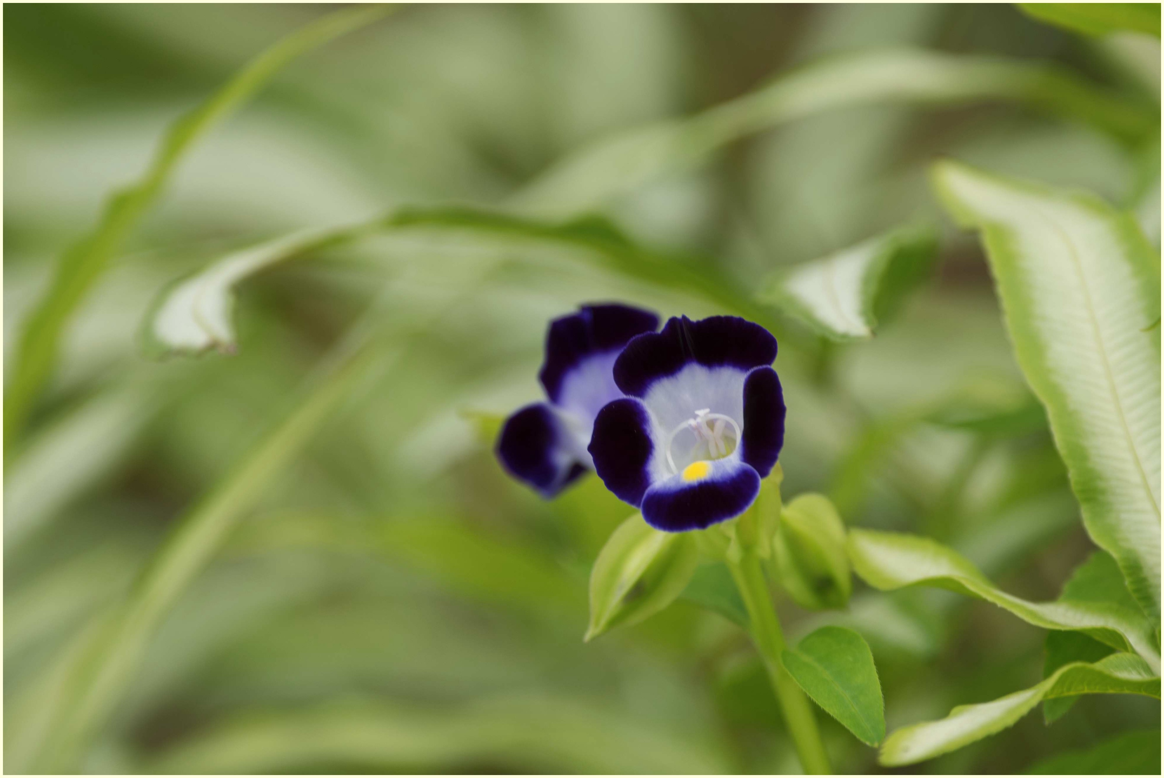 娇俏可爱夏堇花