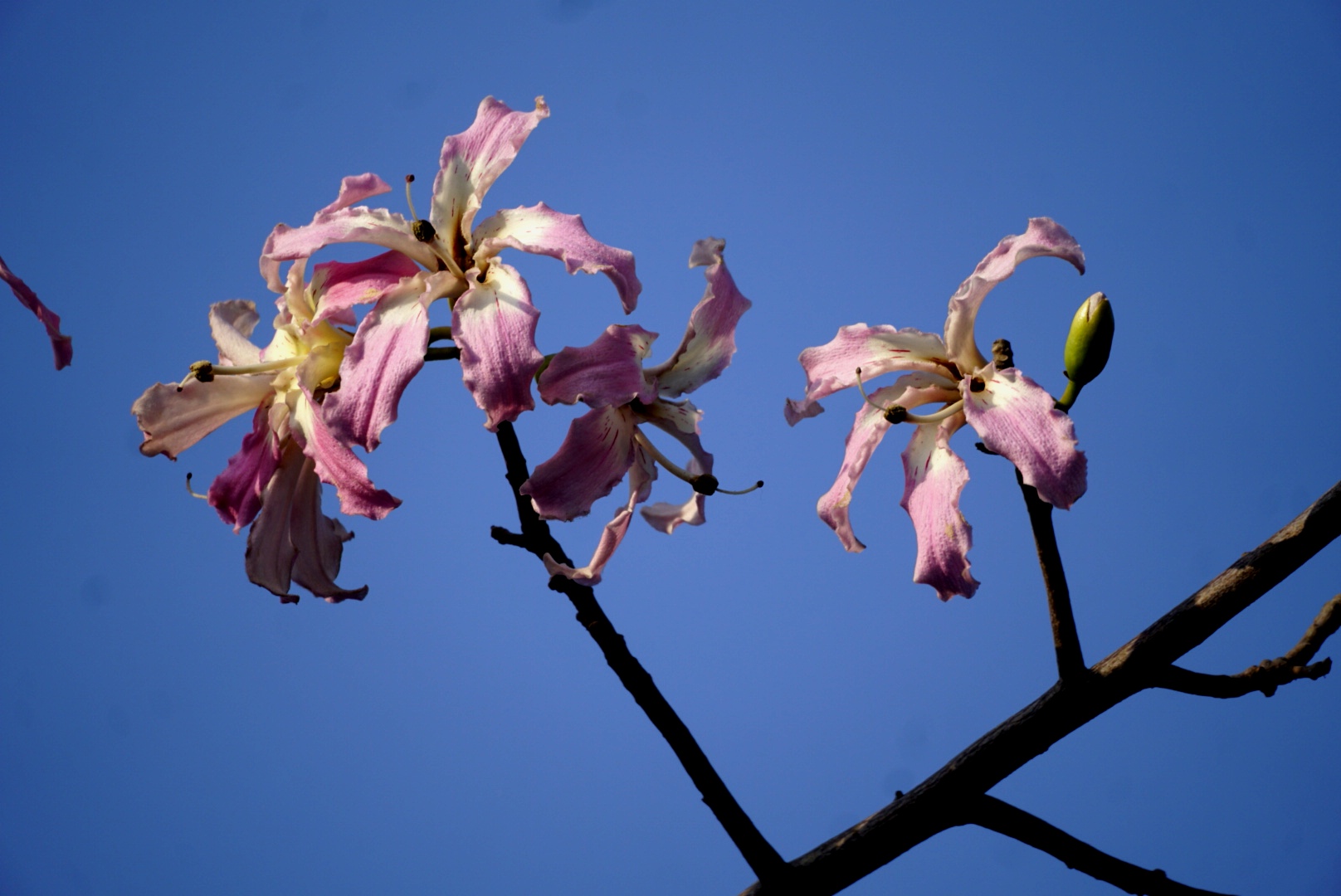 冬季里开花的美人树异木棉