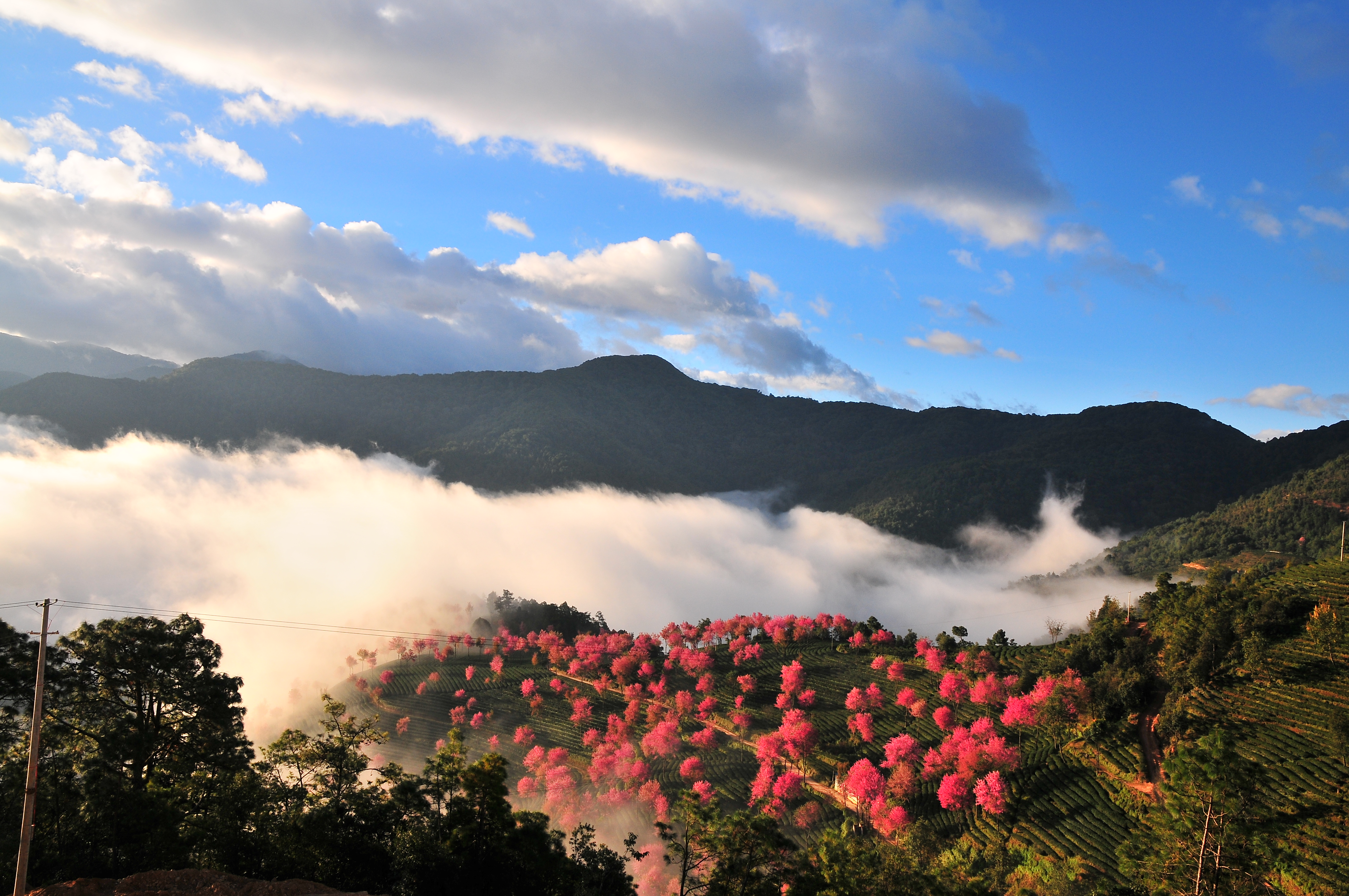 南涧樱花谷.层层绿色的茶山,点缀着粉红的冬樱花.