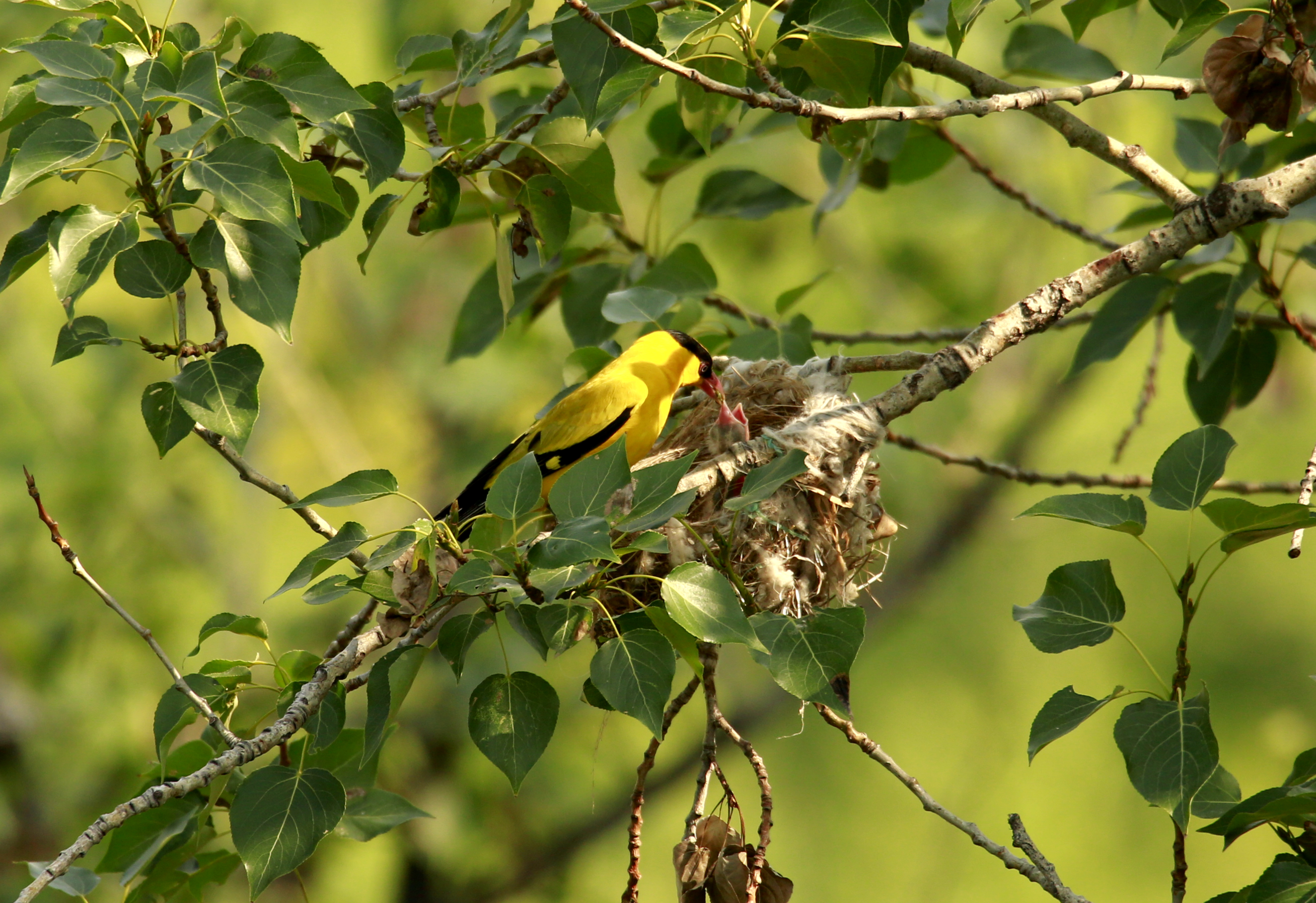 两只黄鹂育雏忙
