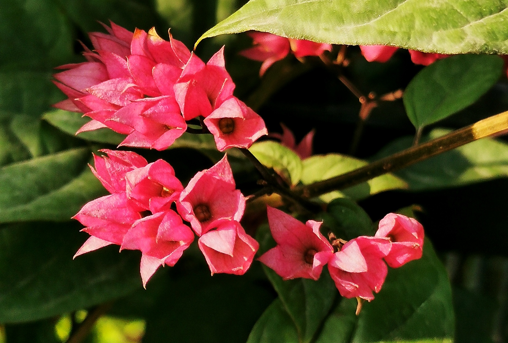 红萼龙吐珠 [首发]