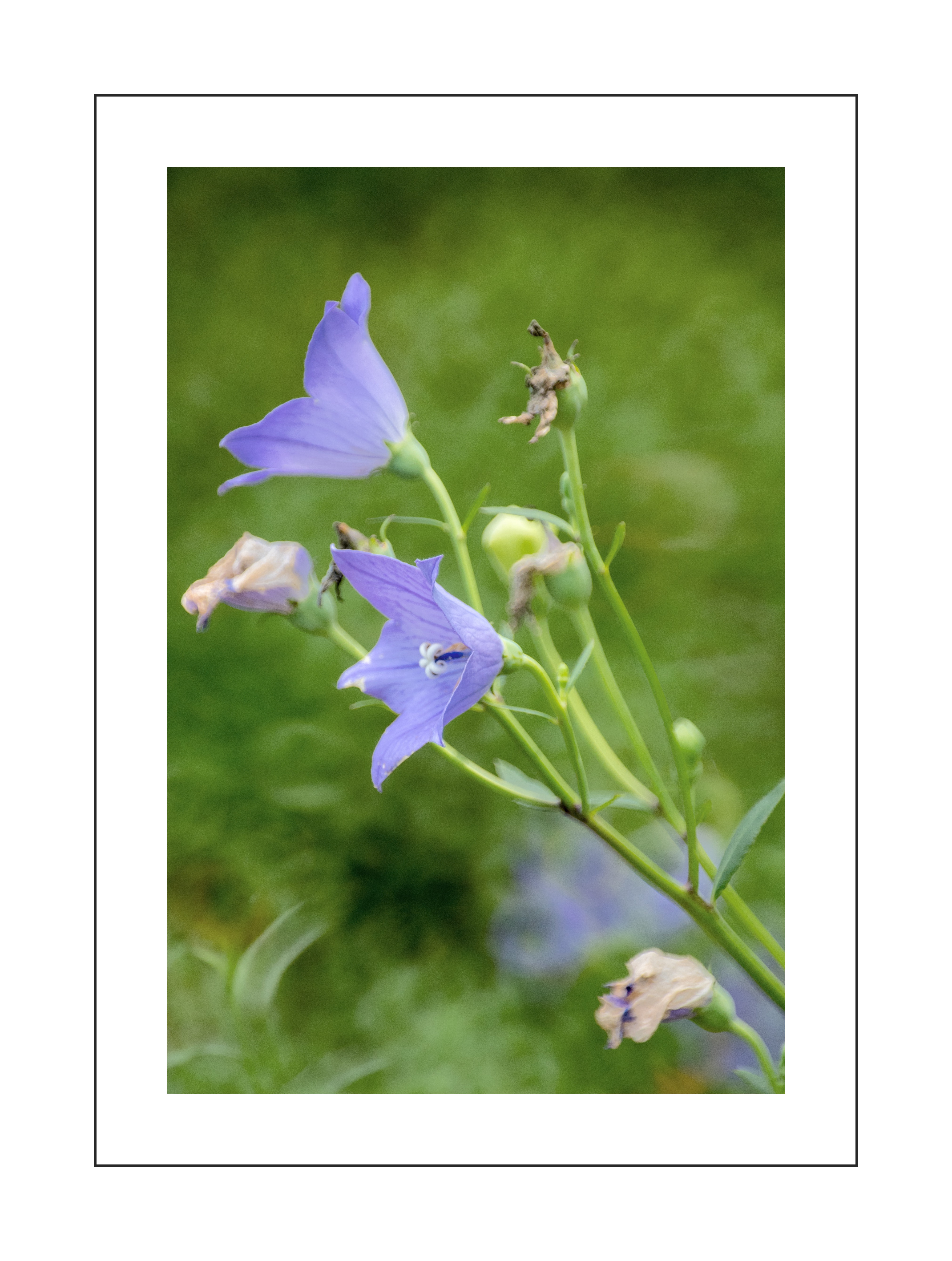 蓝盈盈的桔梗花