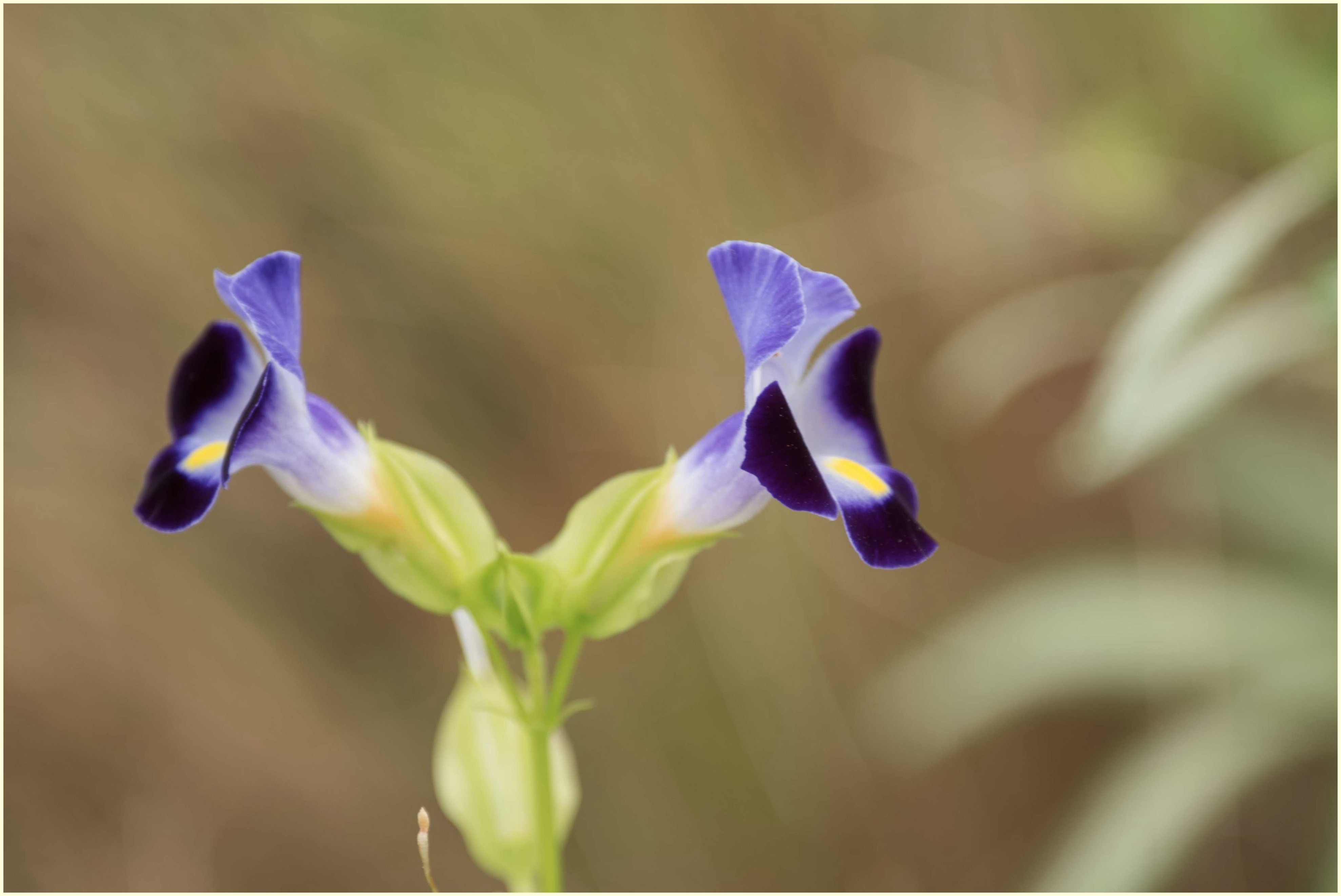 娇俏可爱夏堇花
