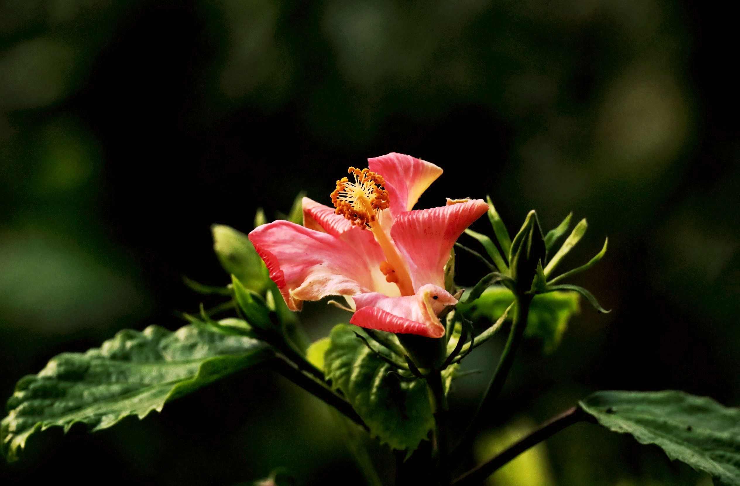 首发粉色朱槿花