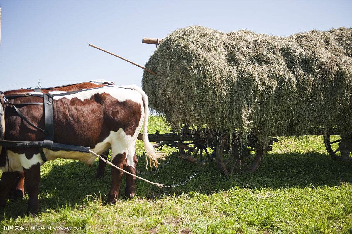 牛车拉草 原创 图片来源网络