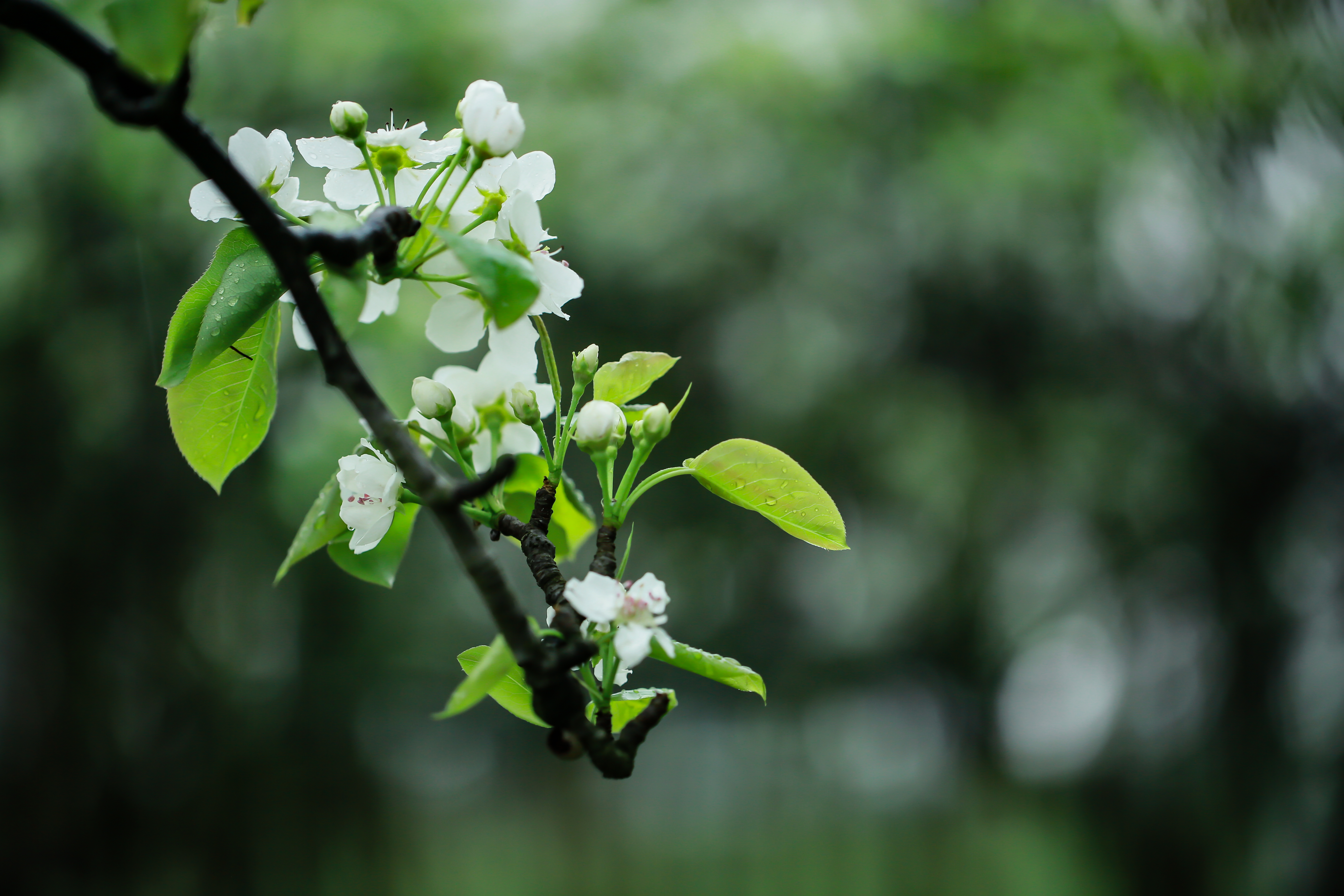 梨花一枝春带雨