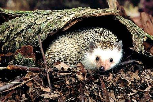 爷爷讲故事《小刺猬找食物》九儿专辑(15)讲述:老荣