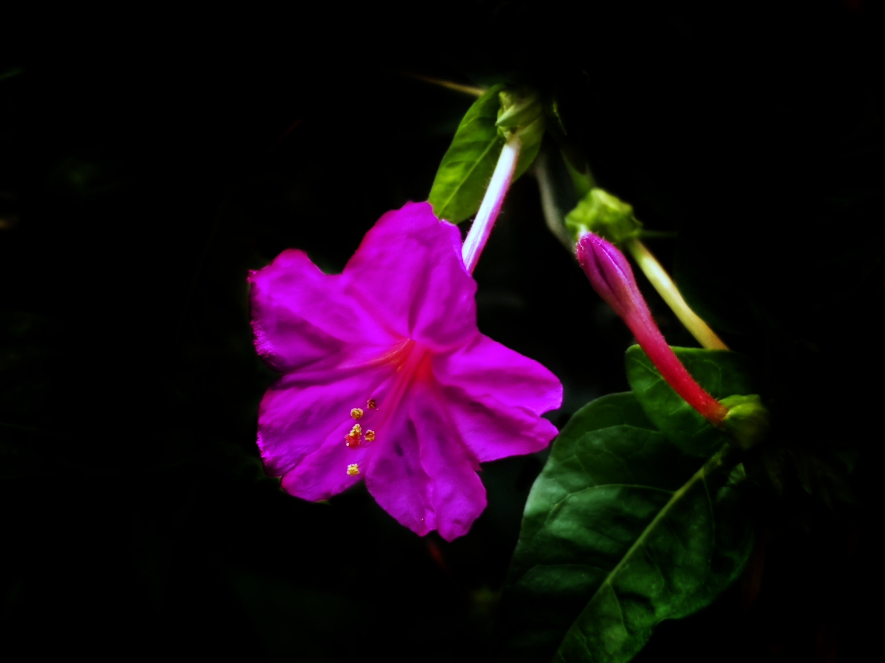 紫色茉莉花花语图片