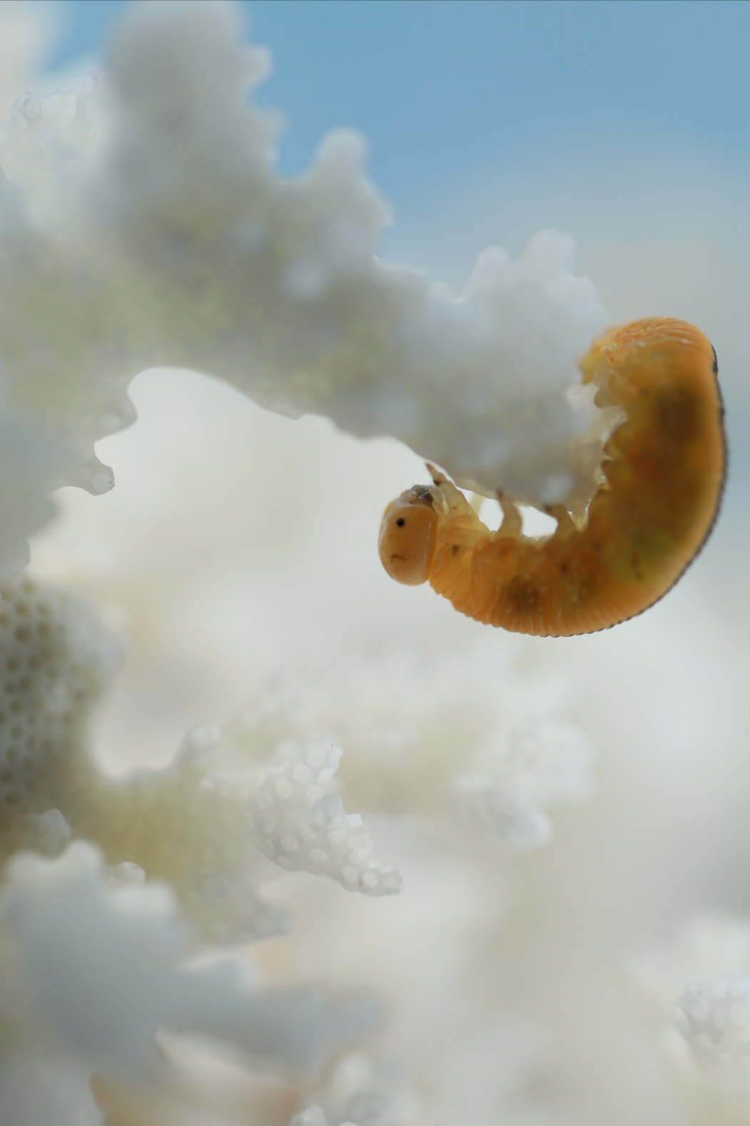 (原片微距摄影)可爱的小黄虫虫