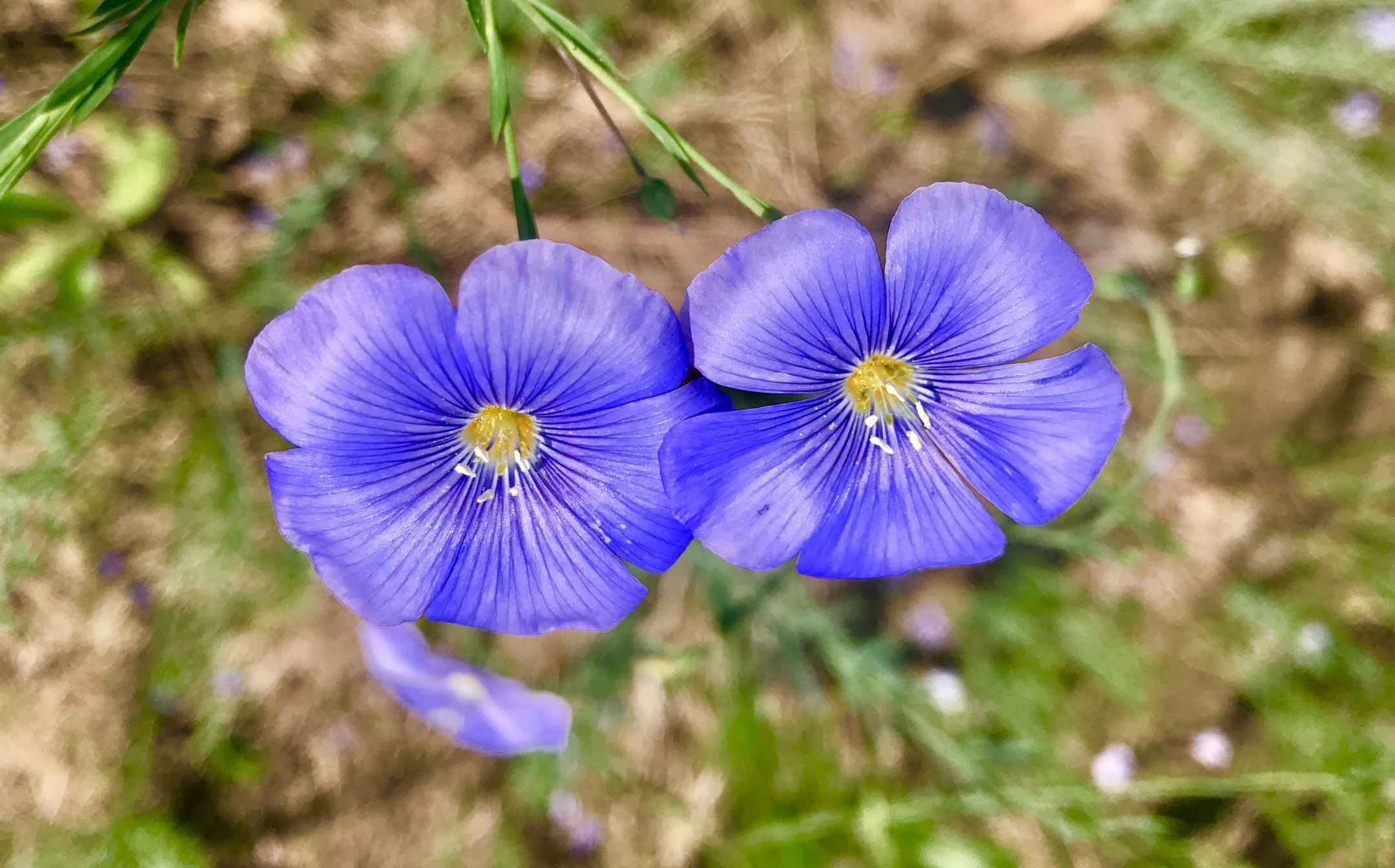 漂亮的石竹花,吸允着大地恩赐的精酿,拥抱着六月的阳光,尽情地绽放!