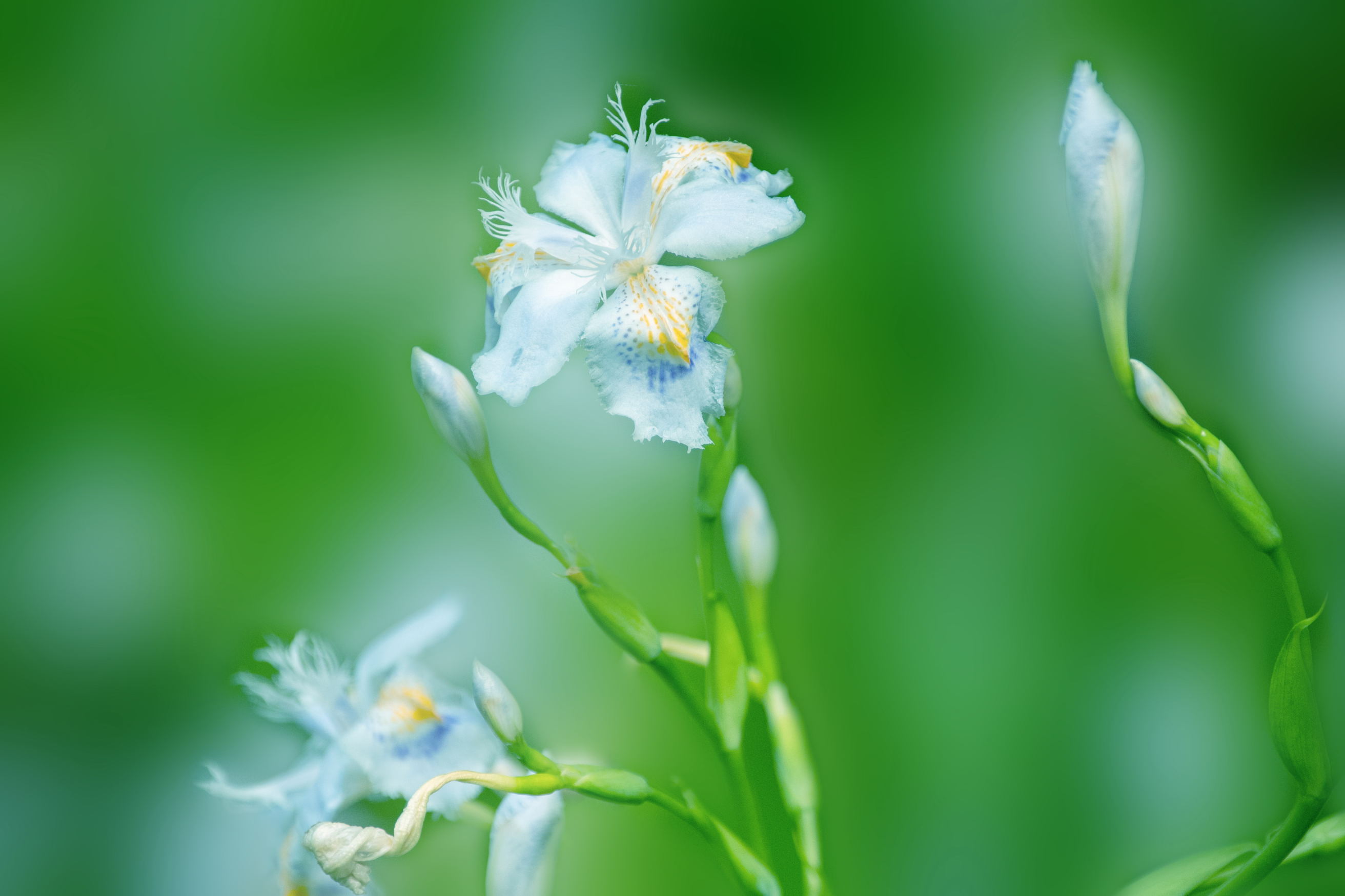 幸福喜悦的扁竹兰首发