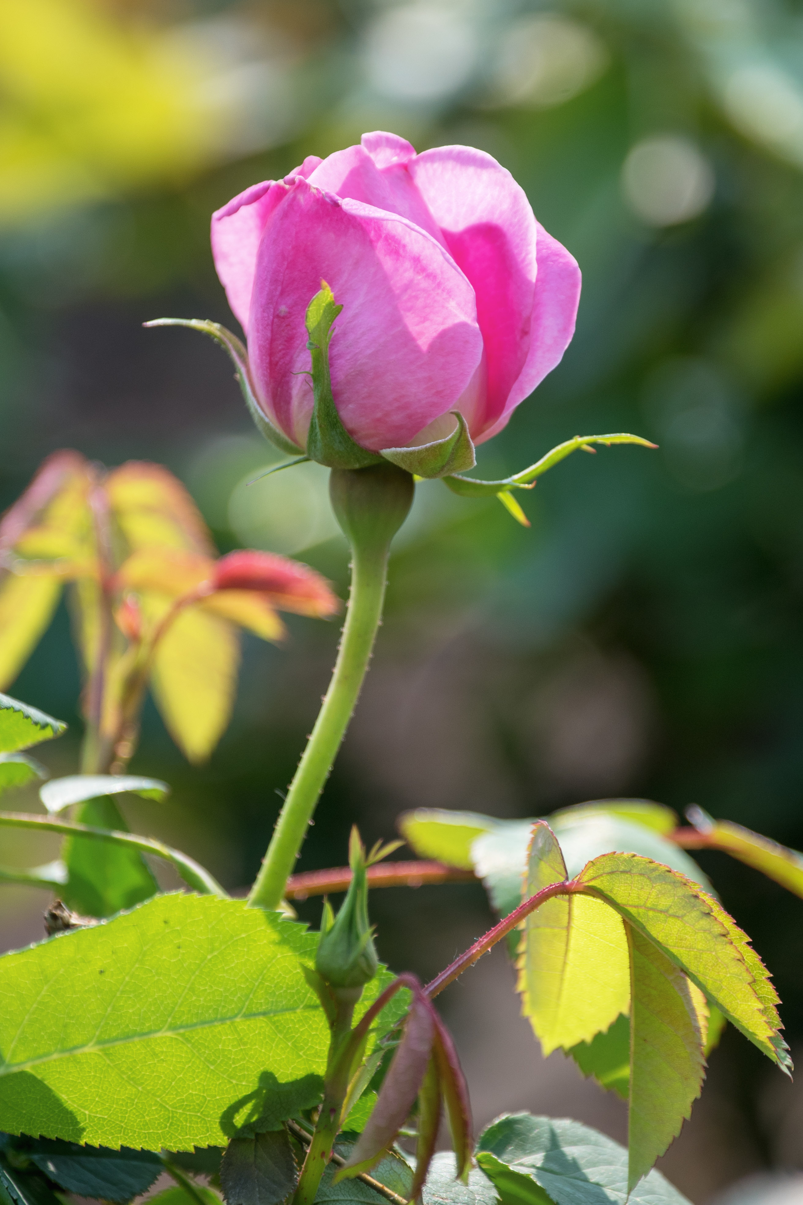 首发月季花