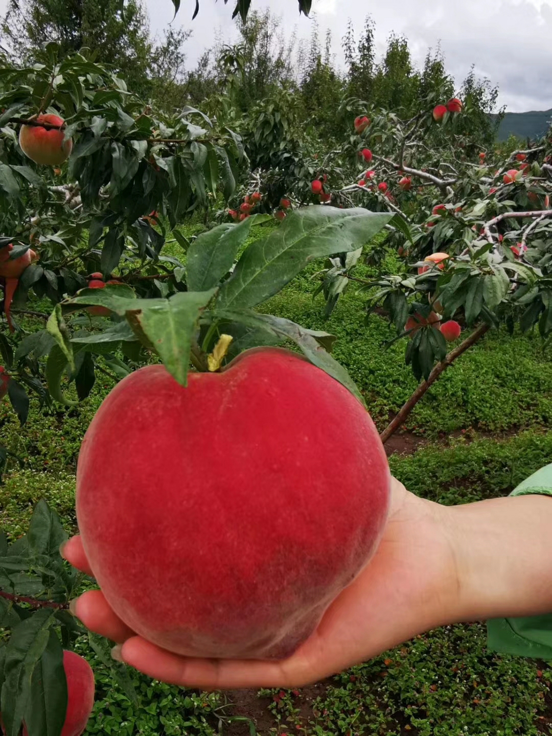 松礼超有面儿!连续十年国宴特供丽江雪桃,原产地直发到家!