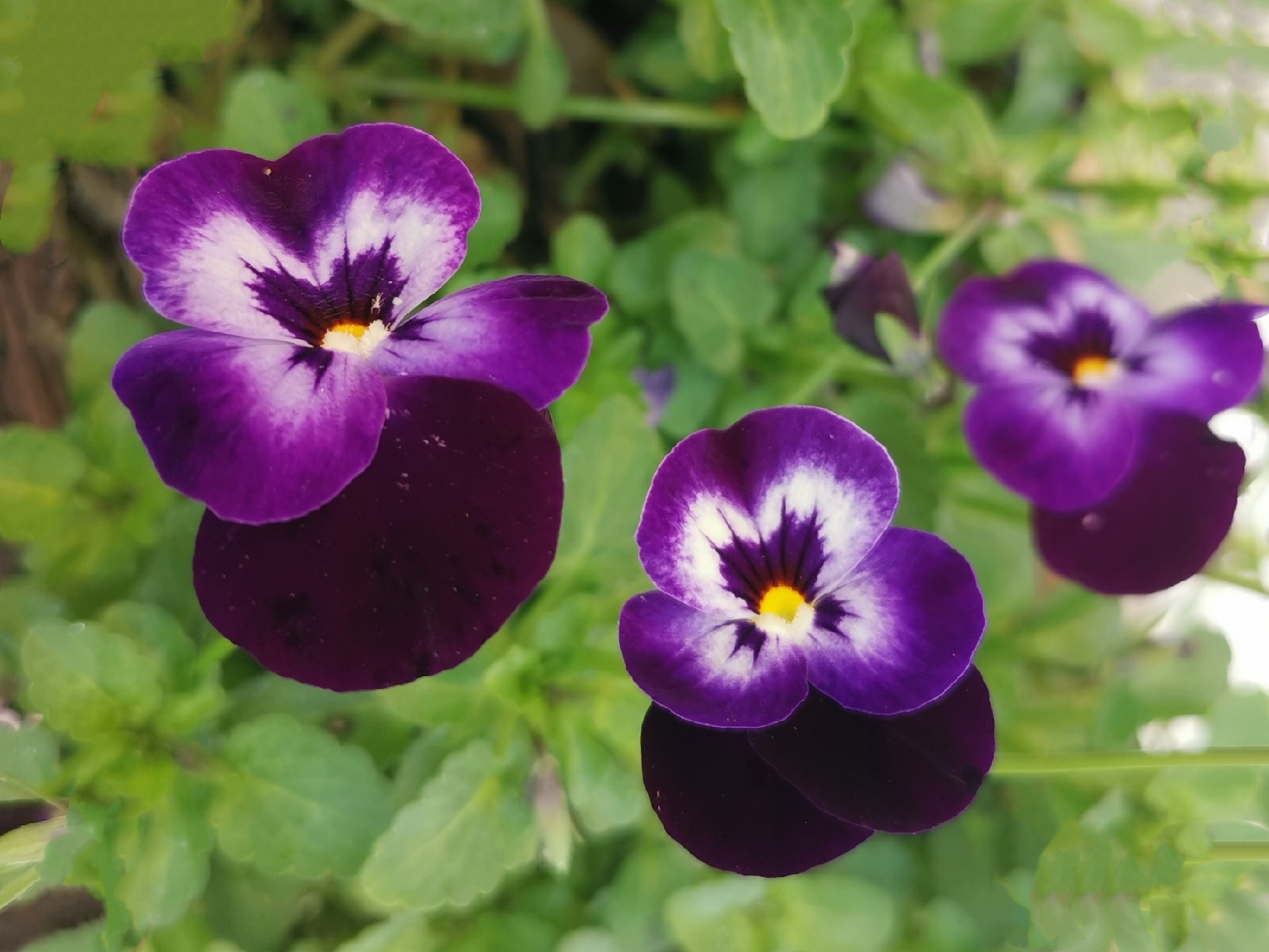 首发用镜头寻找美紫色角堇花