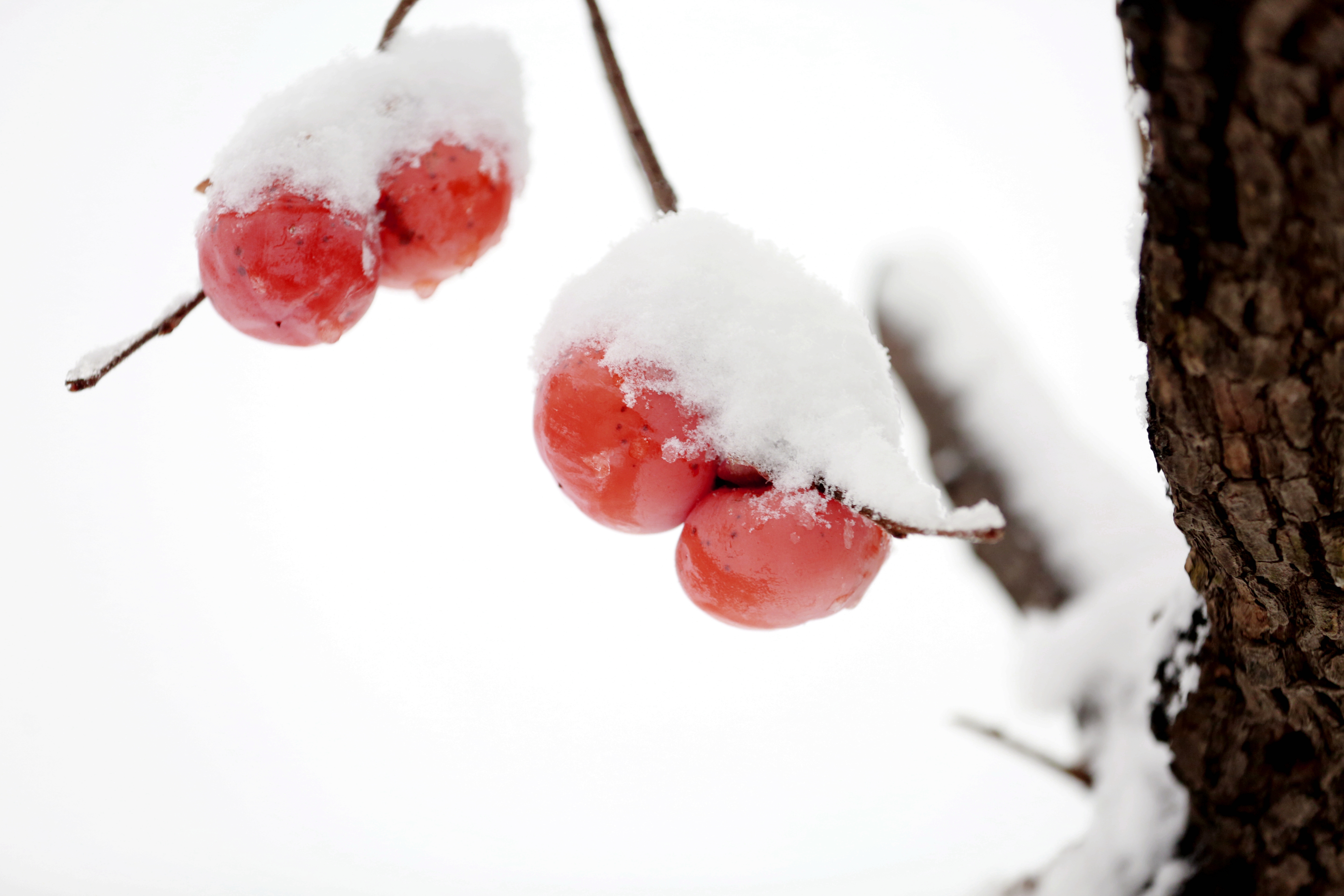 雪飘枝头柿子红